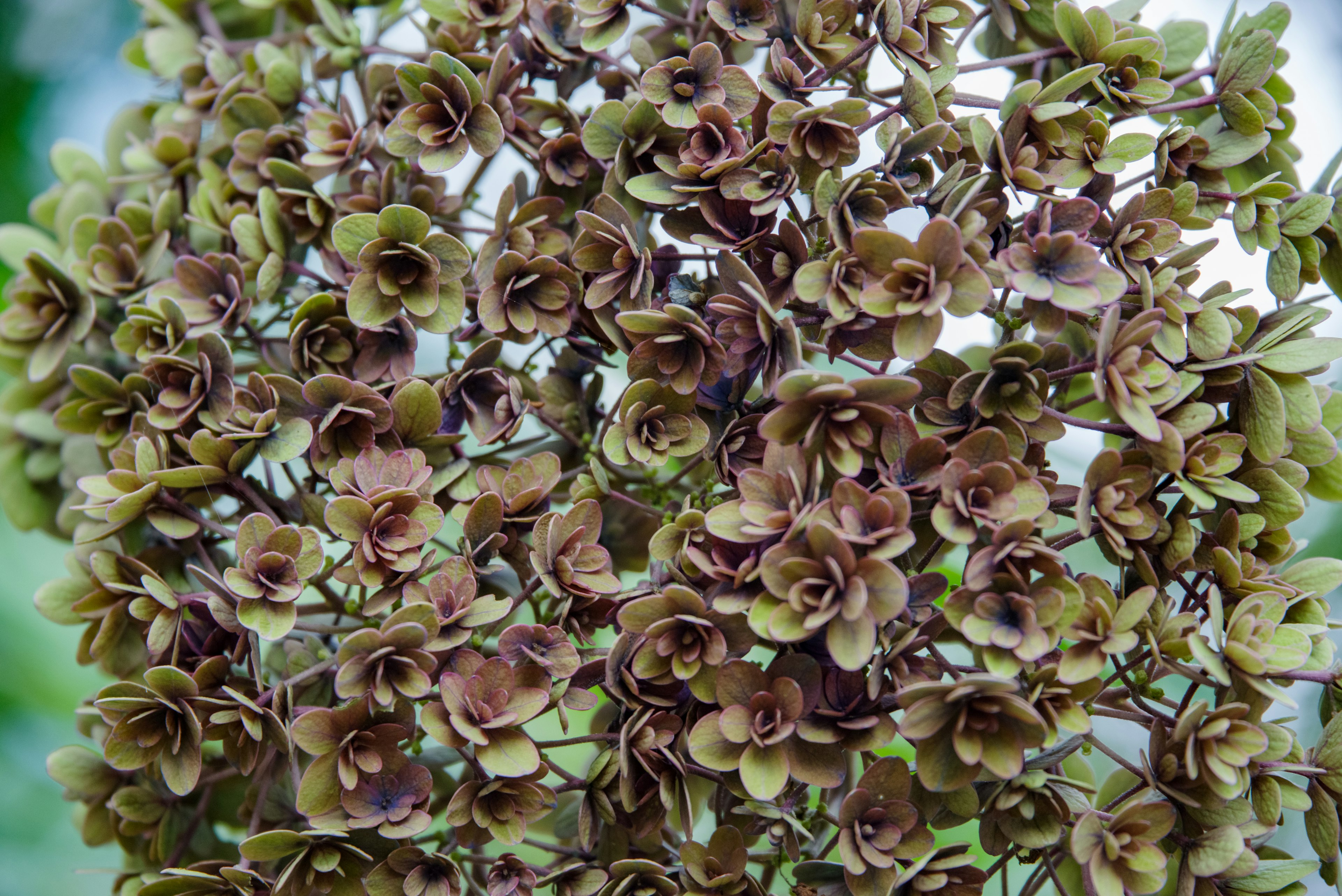 Mazzo di fiori secchi con petali verdi