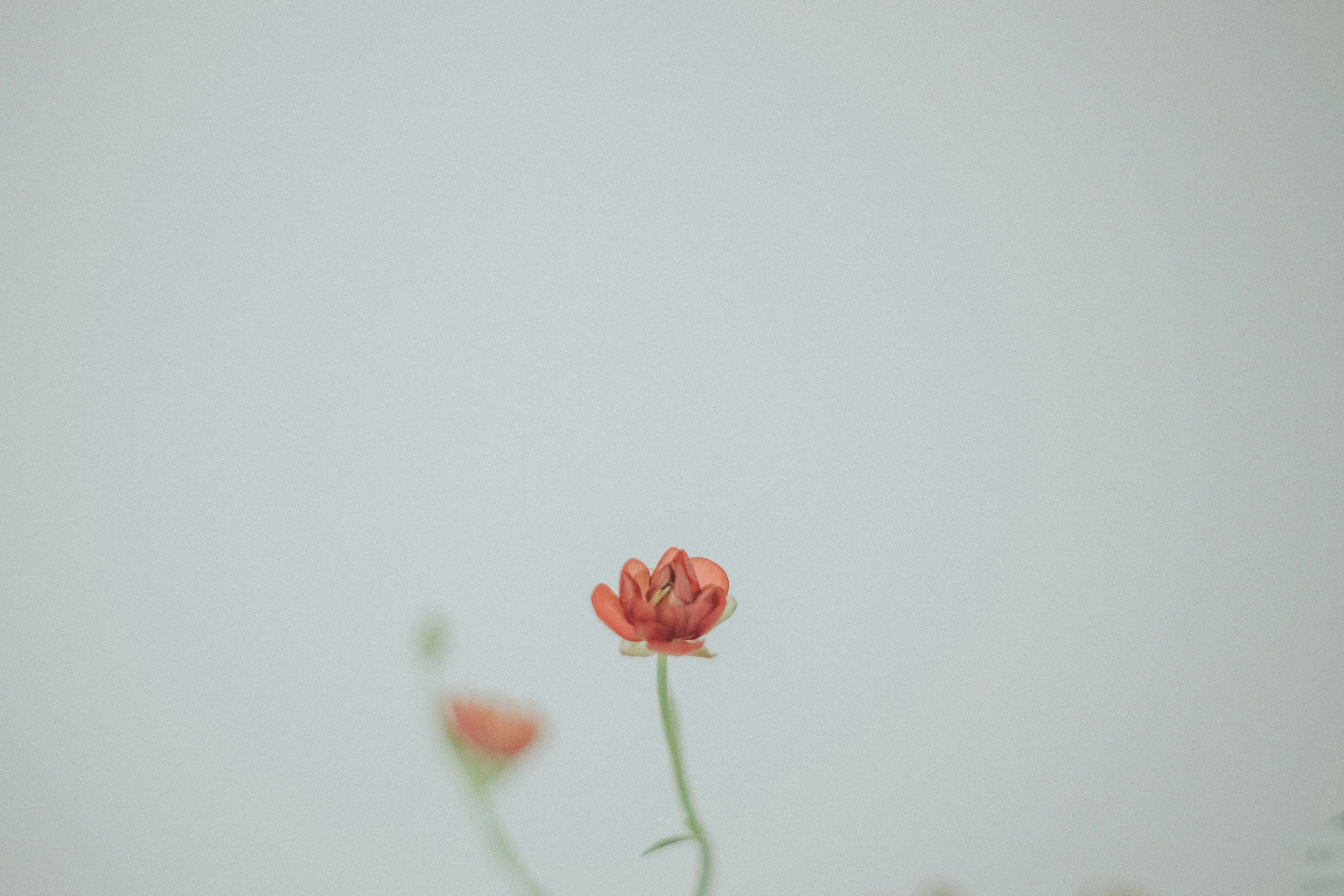 Close-up of a red flower against a soft background