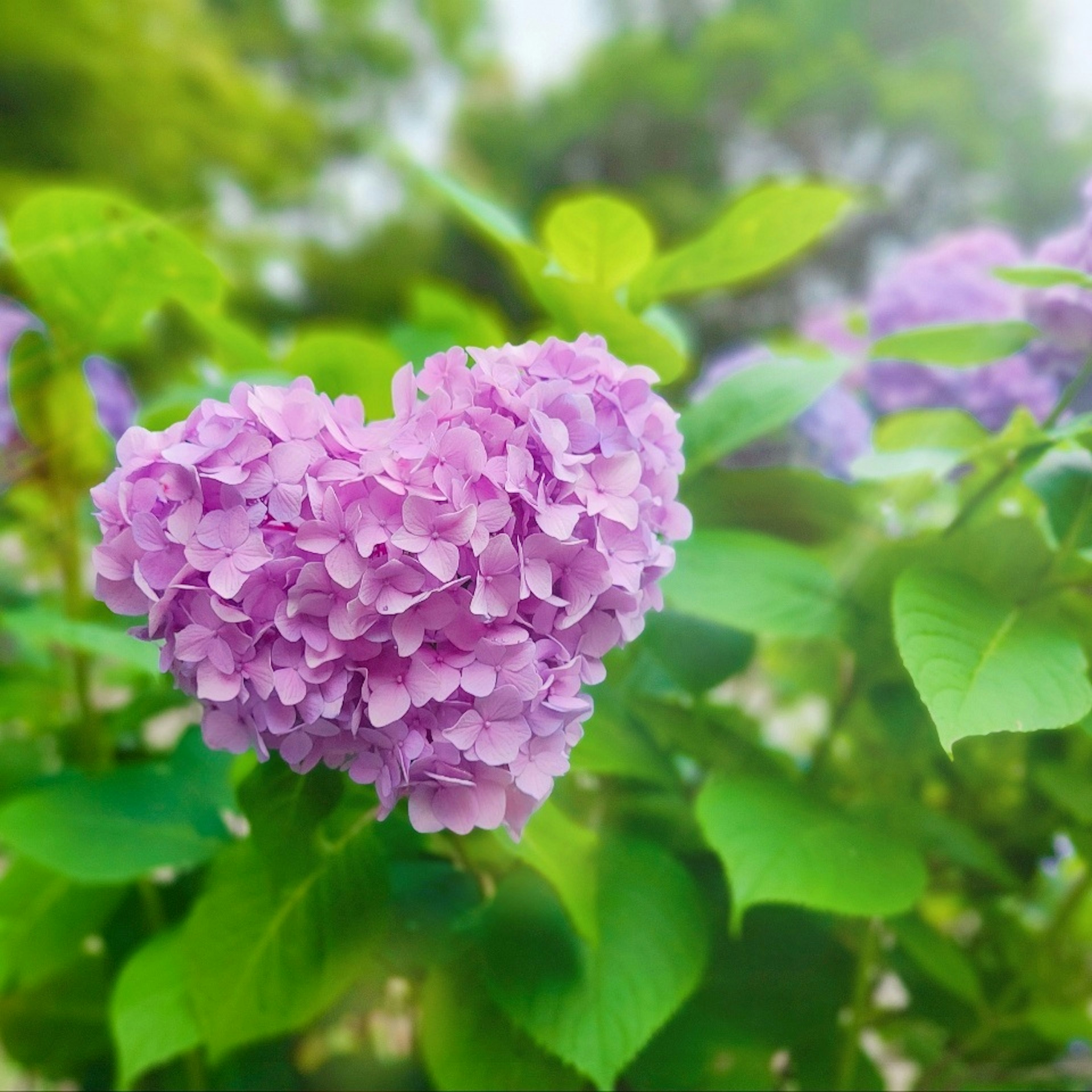 ハート型の紫色のアジサイの花が緑の葉に囲まれている