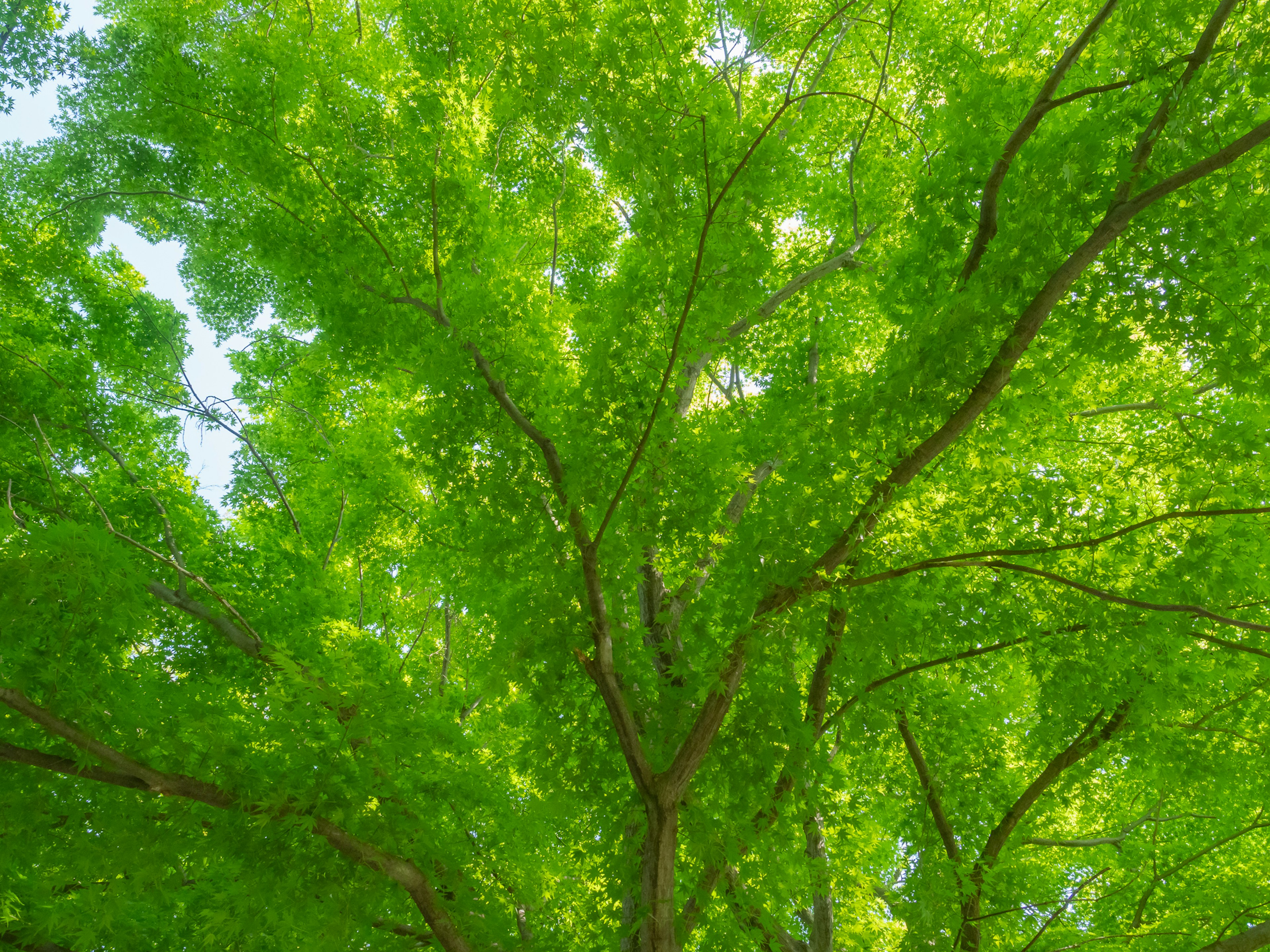 Blick auf leuchtend grüne Blätter im Blätterdach eines Baumes