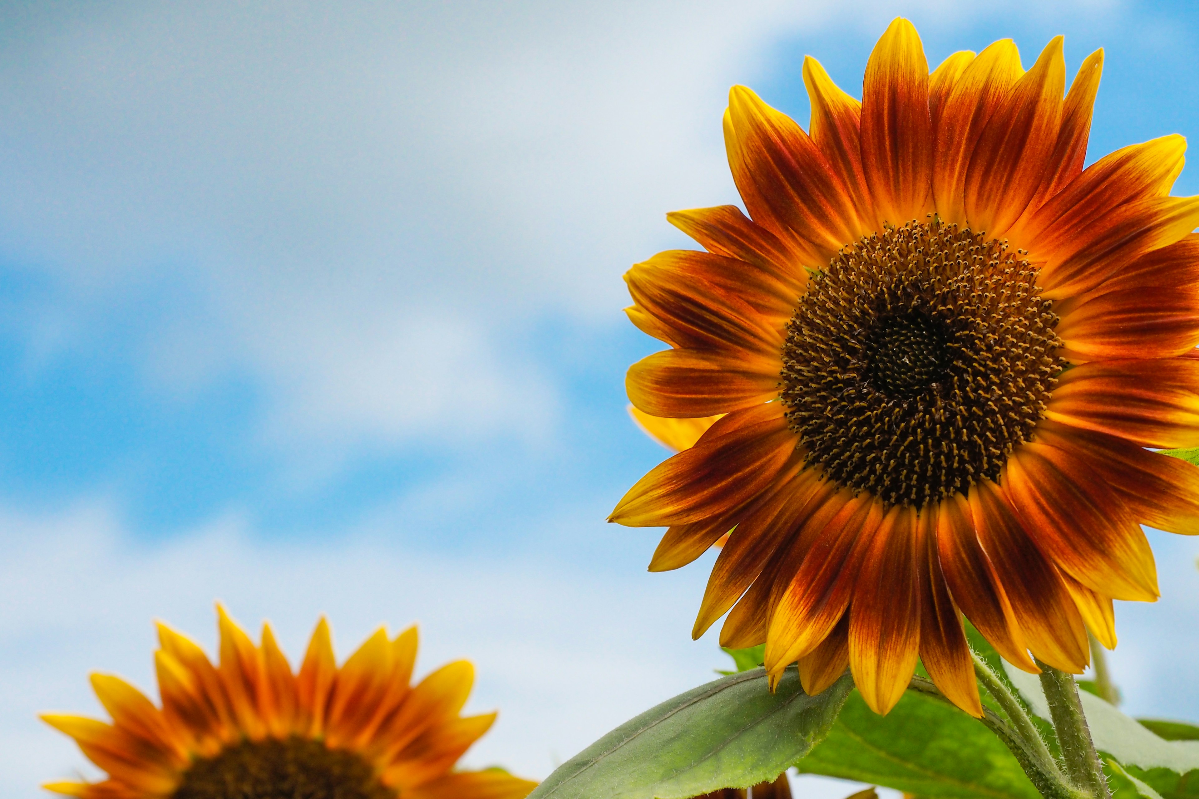 Girasoles floreciendo bajo un cielo azul