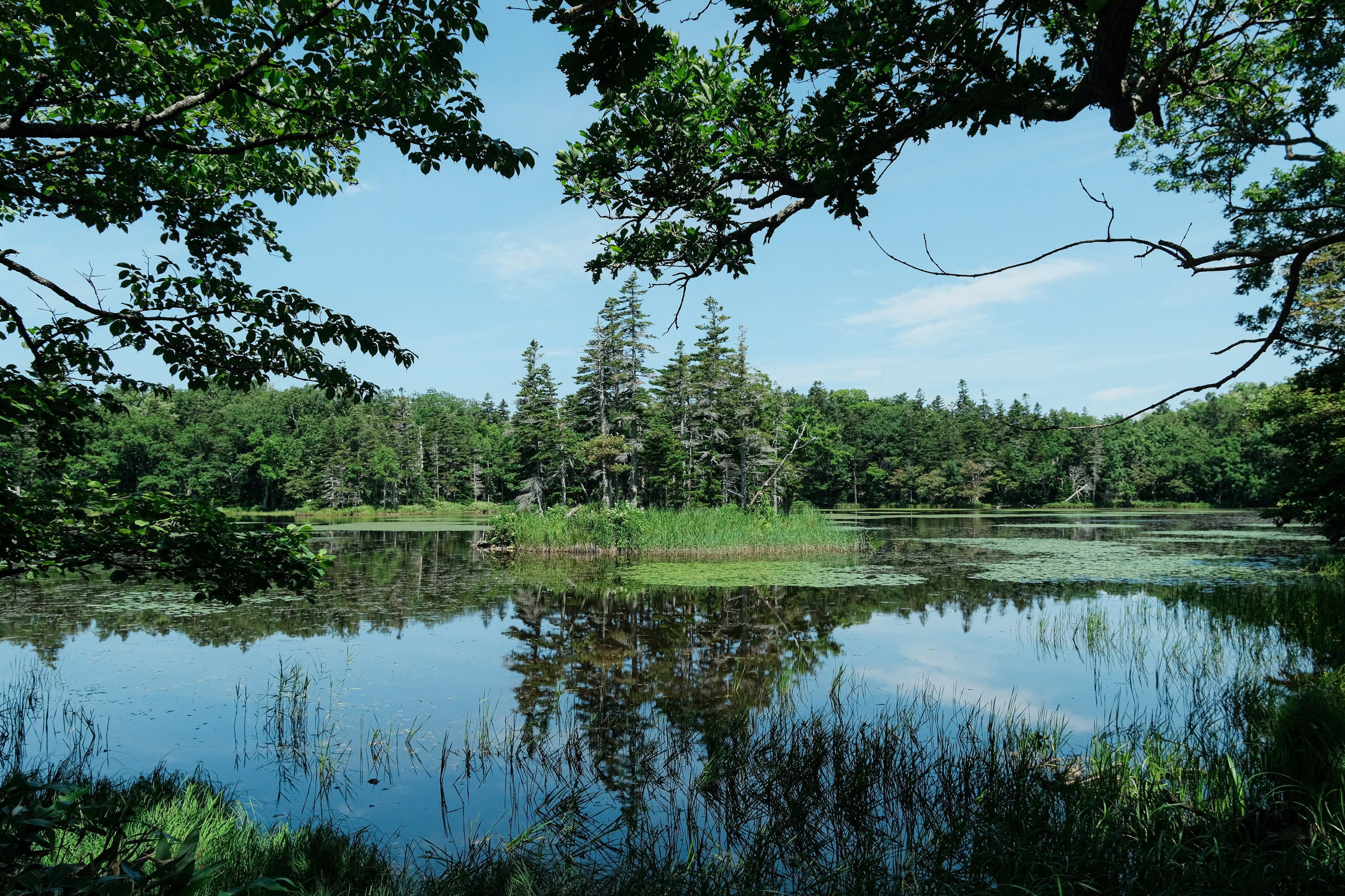 Tranquil lake surrounded by lush greenery and trees