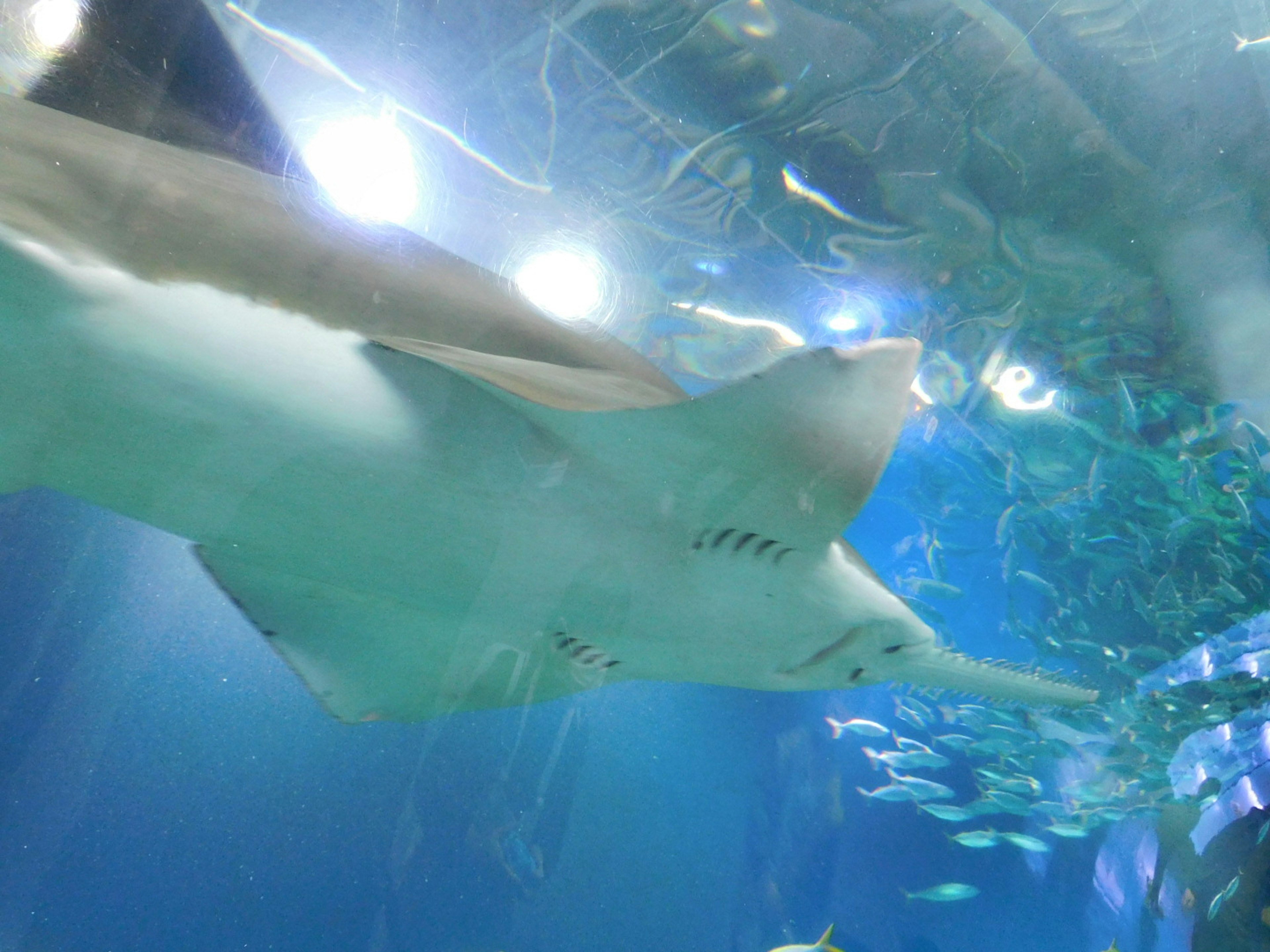 Image d'un requin nageant sous l'eau avec des teintes bleues et des reflets lumineux