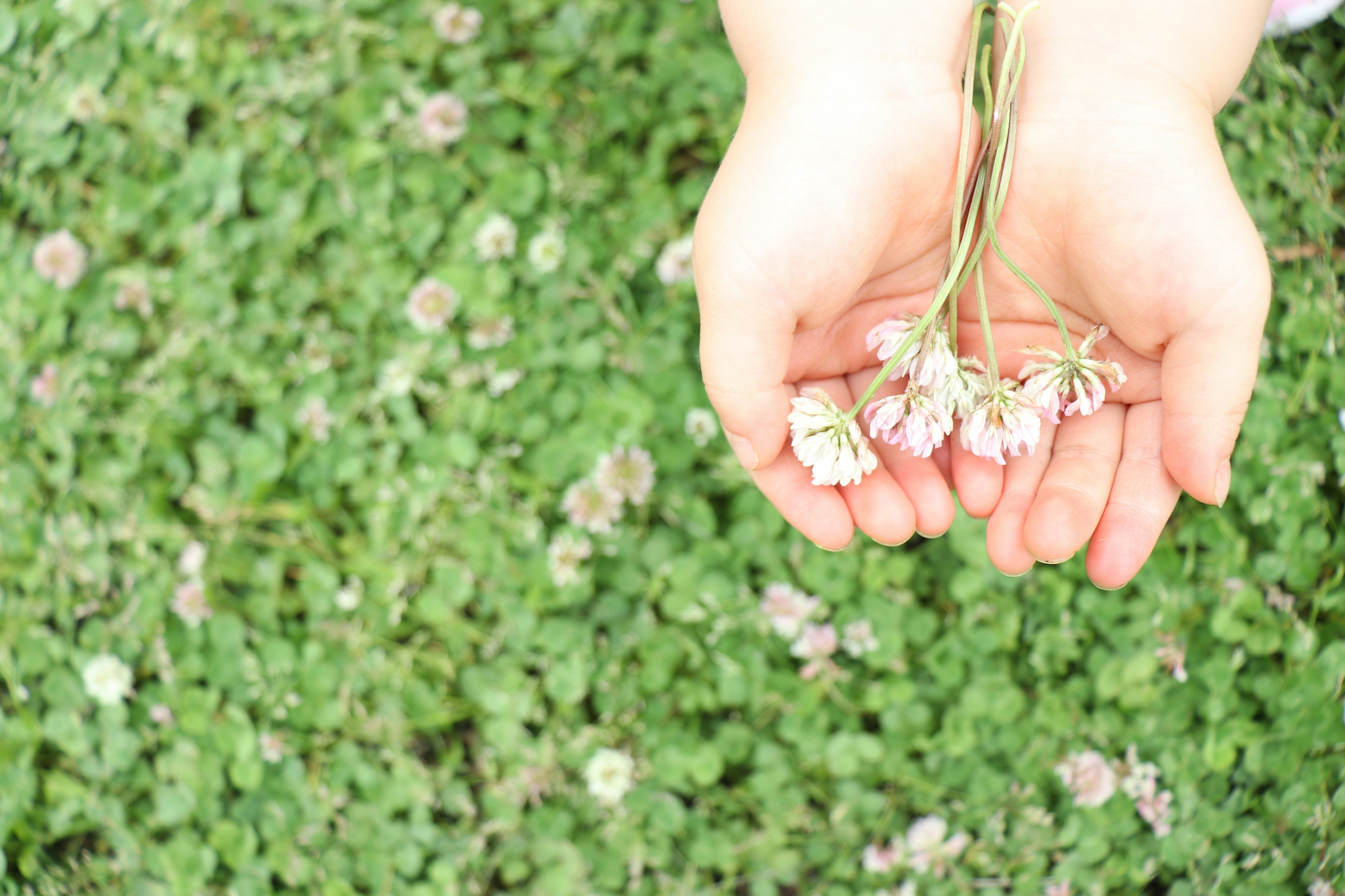 Hände halten kleine Blumen über einem grünen, grasigen Hintergrund