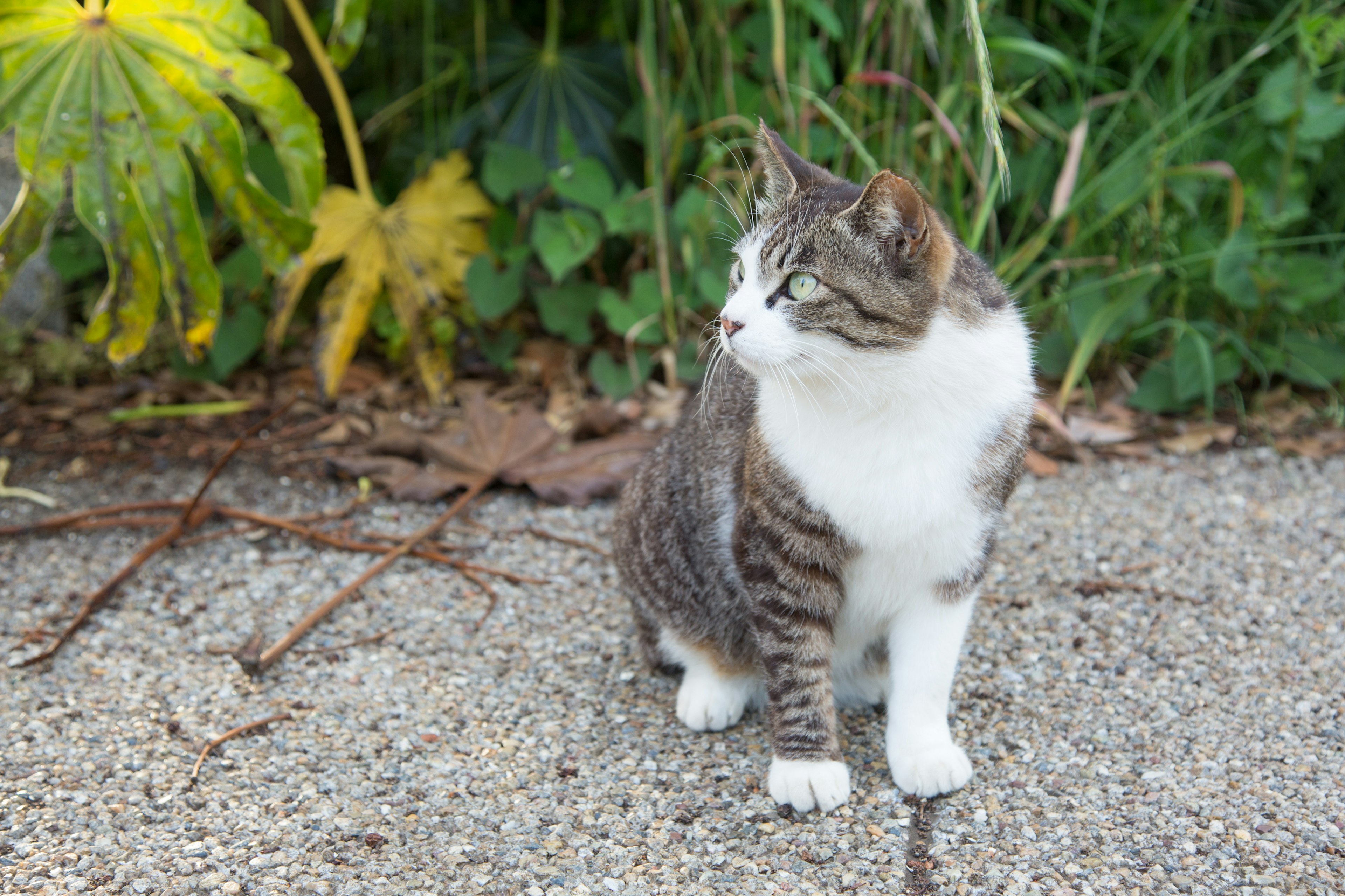 Un gatto bianco e grigio seduto tra la vegetazione