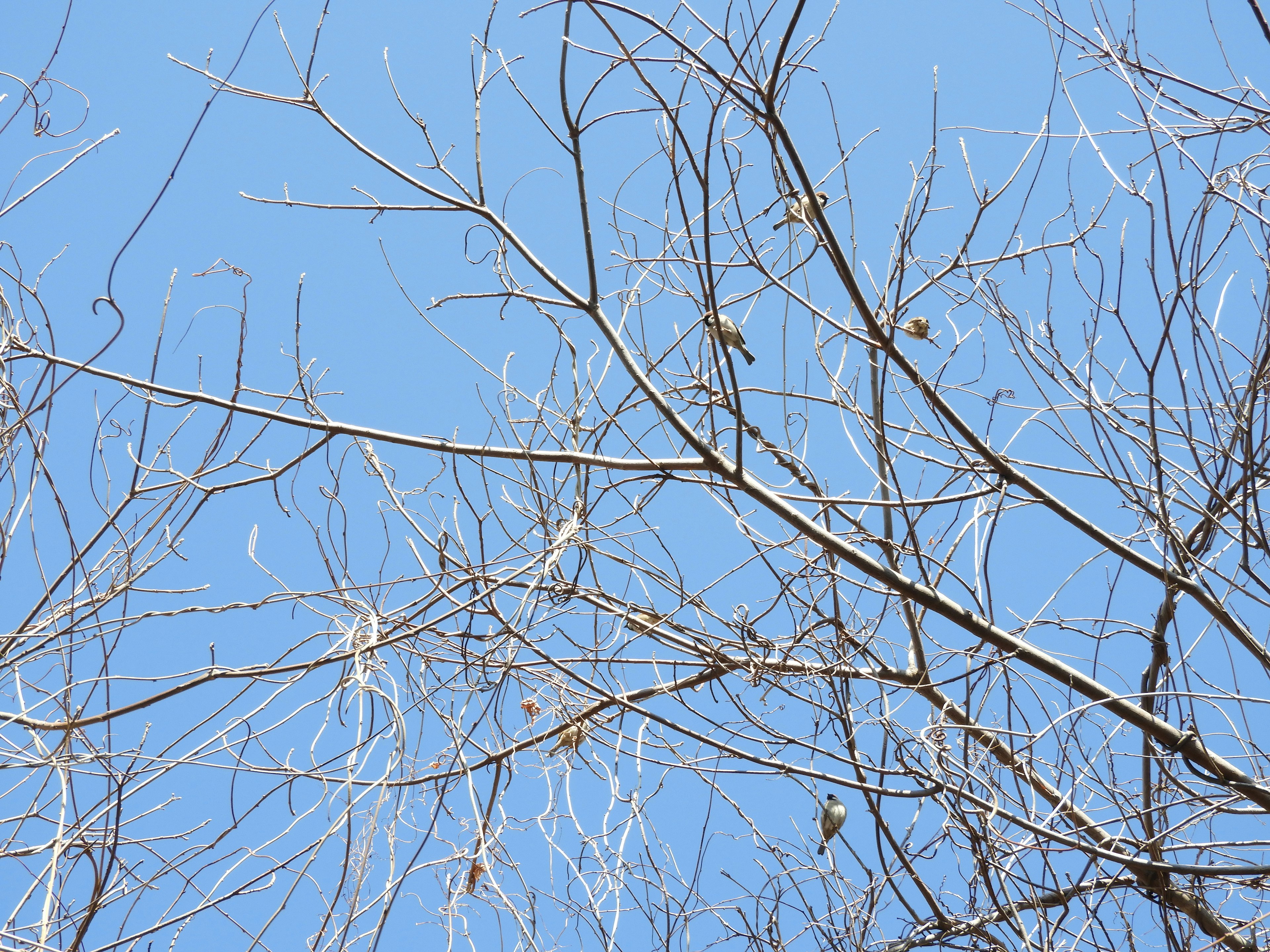 Dünne Äste und trockene Blätter, die zum blauen Himmel ragen