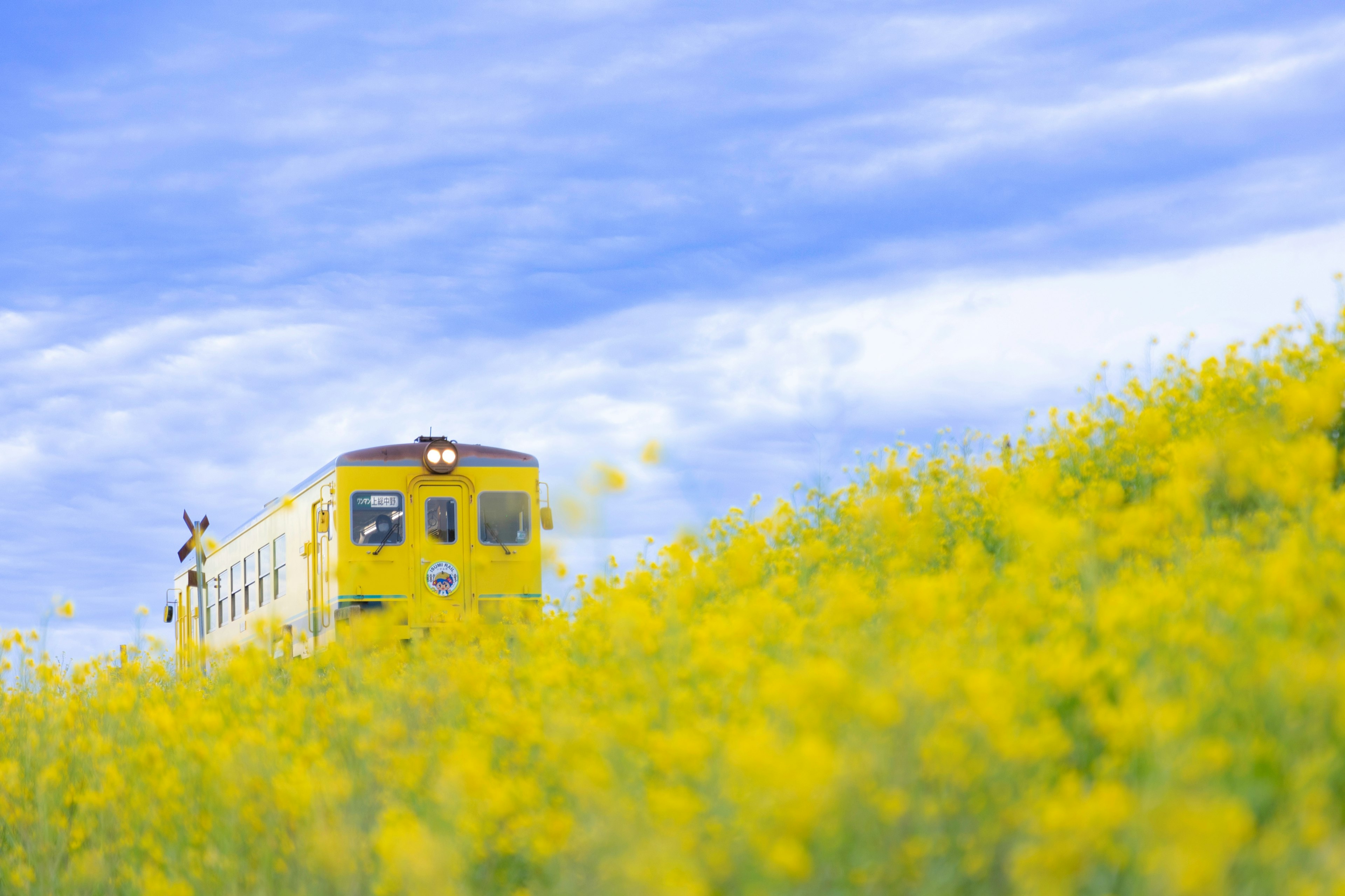 Yellow train amidst a field of yellow flowers under a blue sky