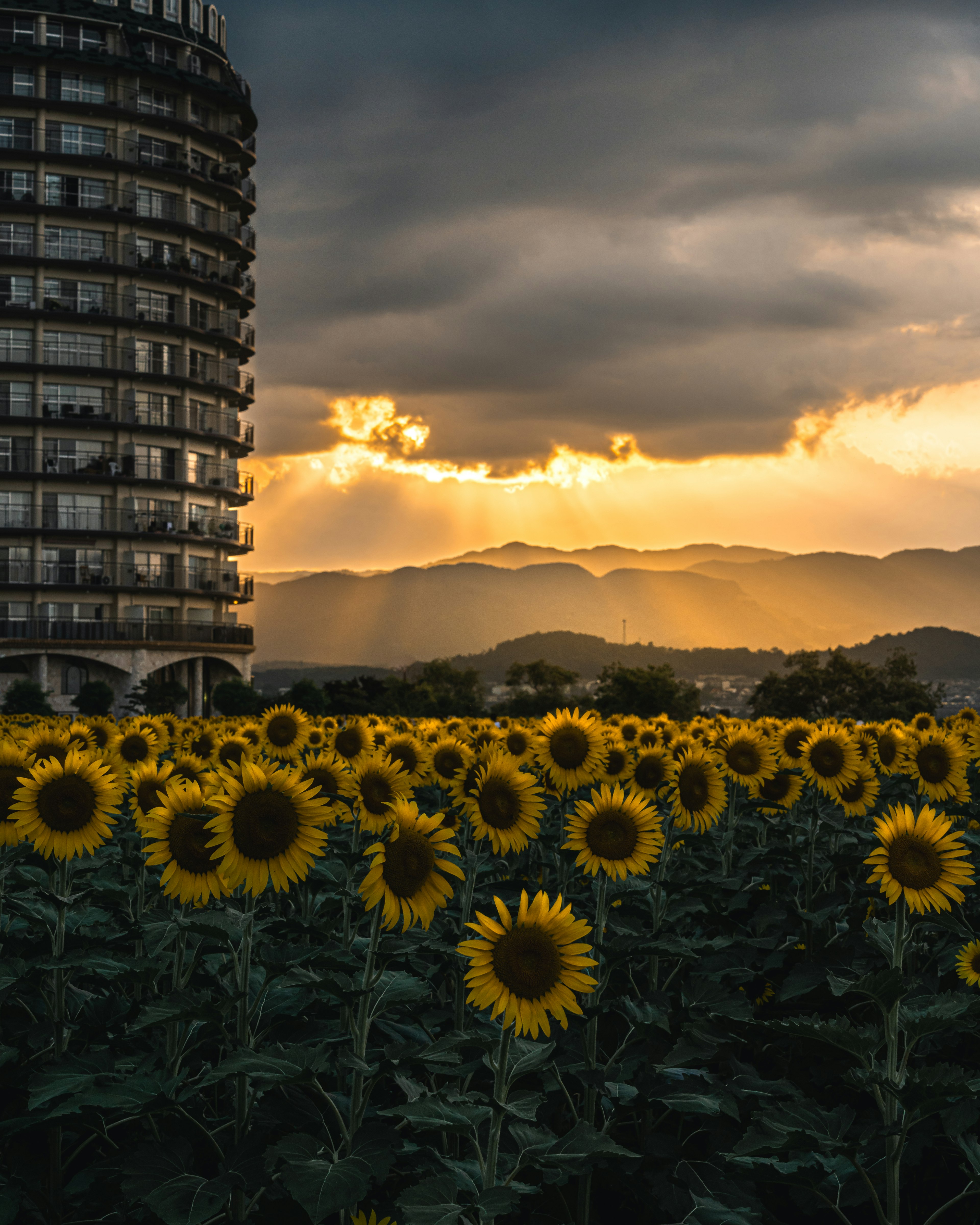 Sunflower field with a high-rise building under a sunset sky