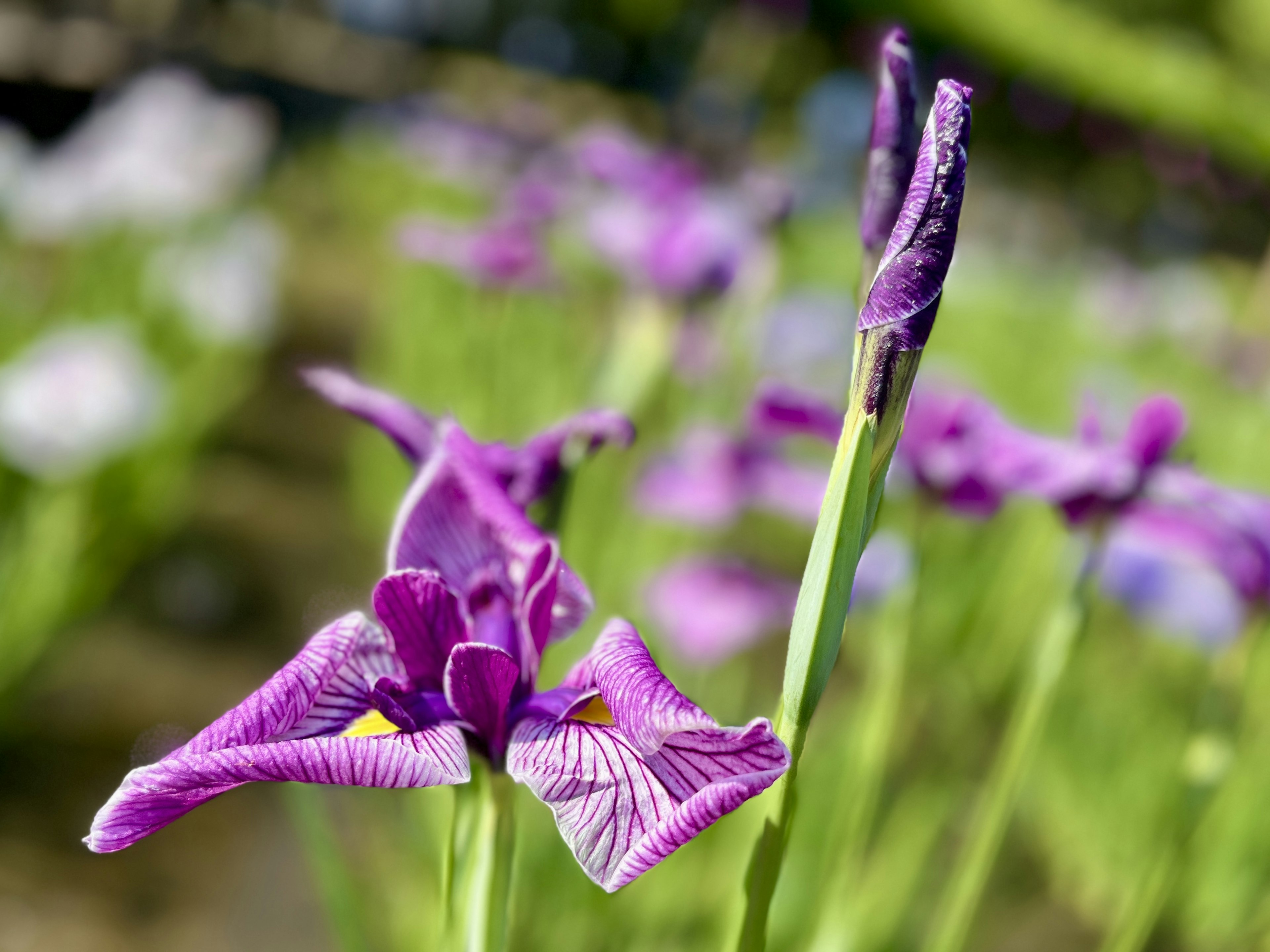 Fiori viola in fiore con foglie verdi sullo sfondo