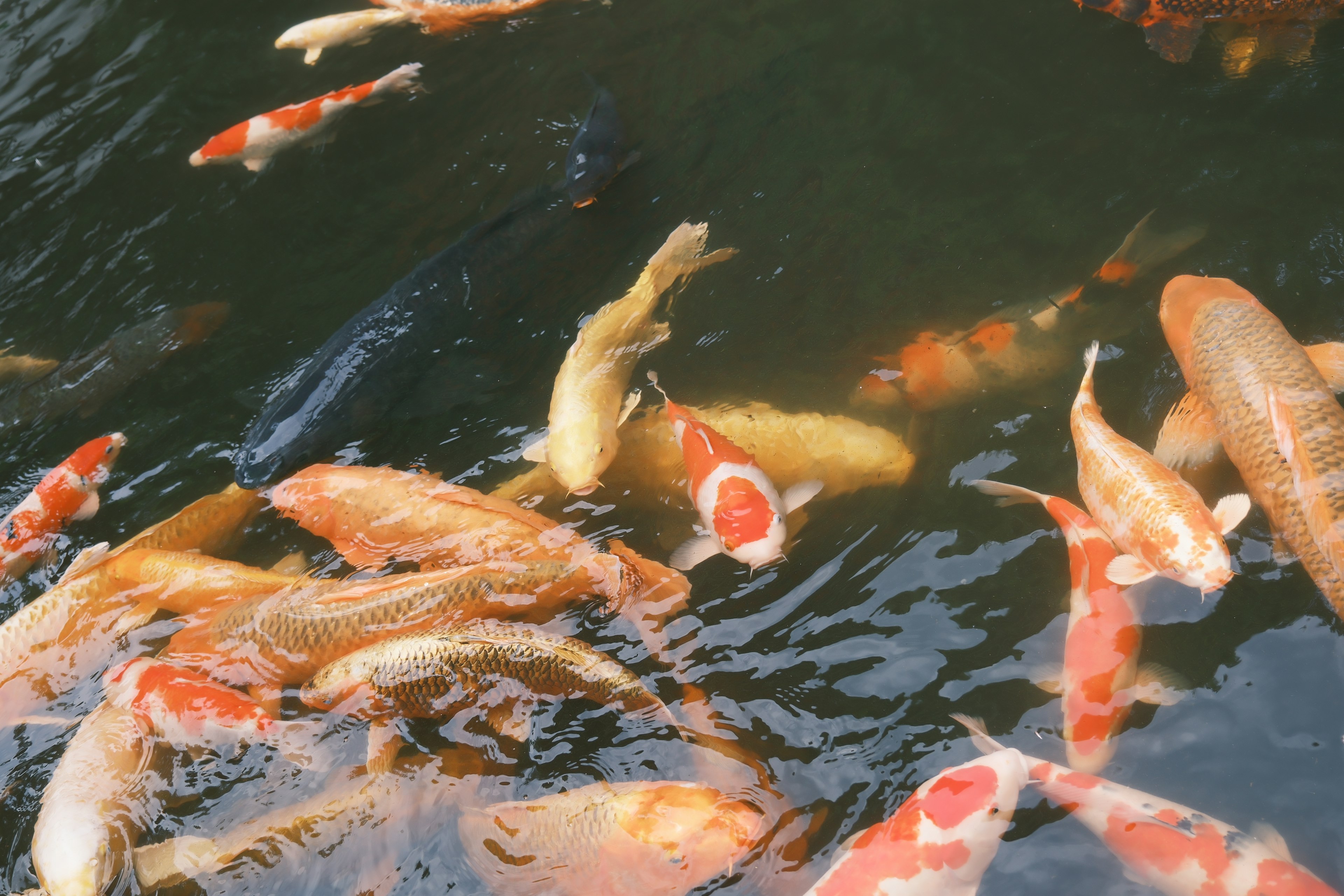 Un gruppo di pesci koi colorati che nuotano in uno stagno