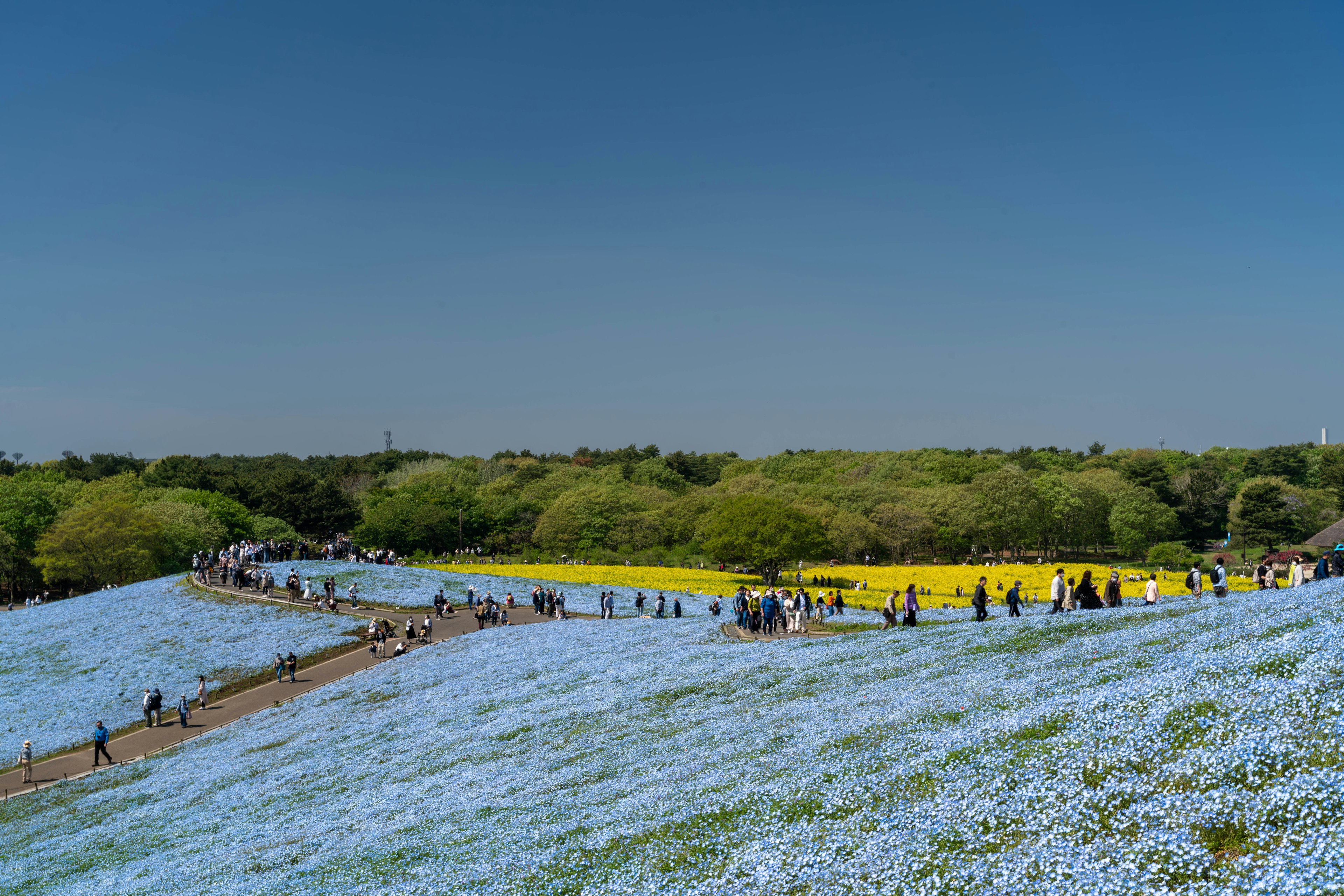 Un paysage de champs de fleurs bleues avec des personnes se promenant et des fleurs jaunes en arrière-plan