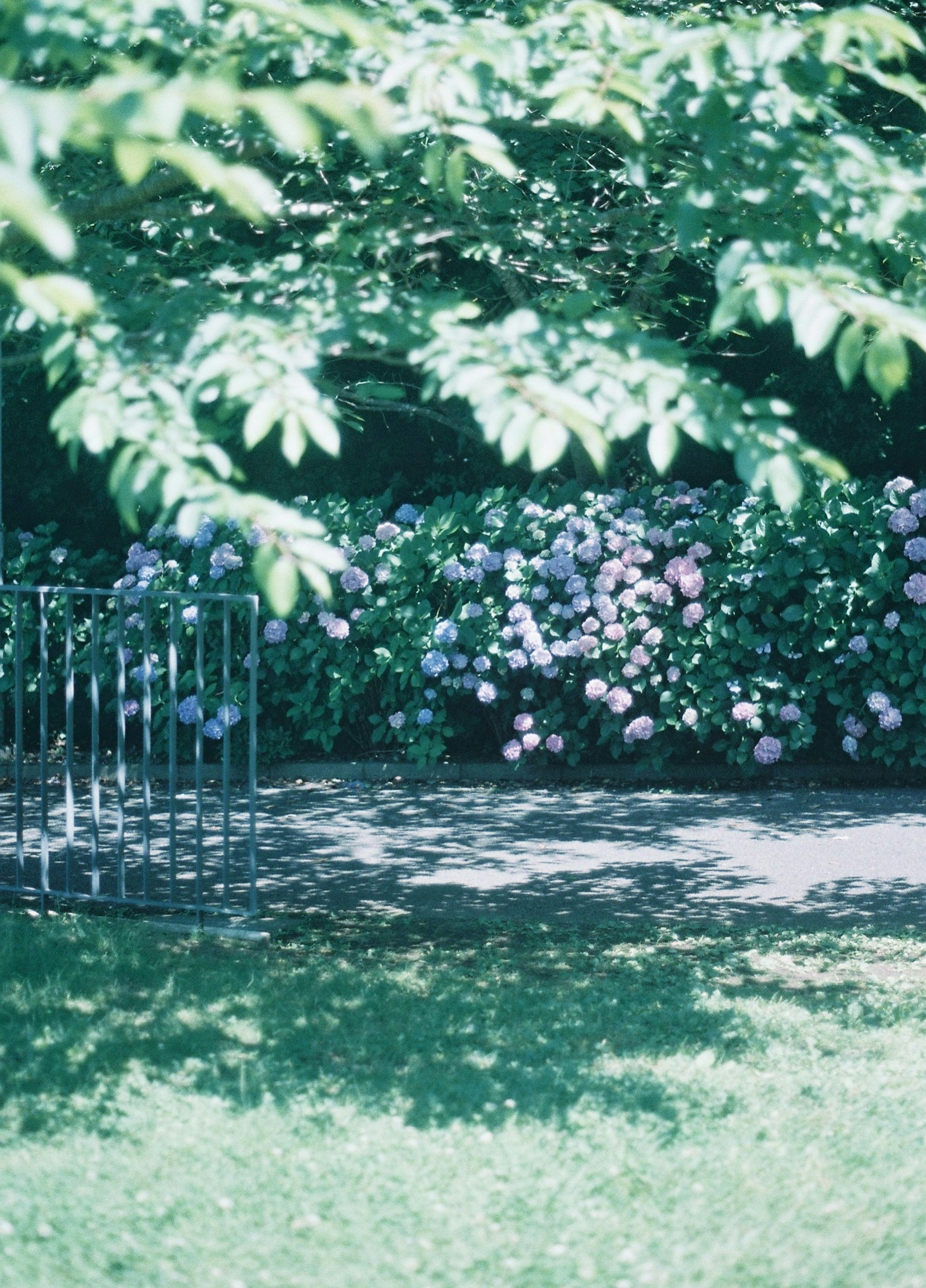 Un'area ombreggiata con ortensie blu e rosa che fioriscono sotto un albero verde