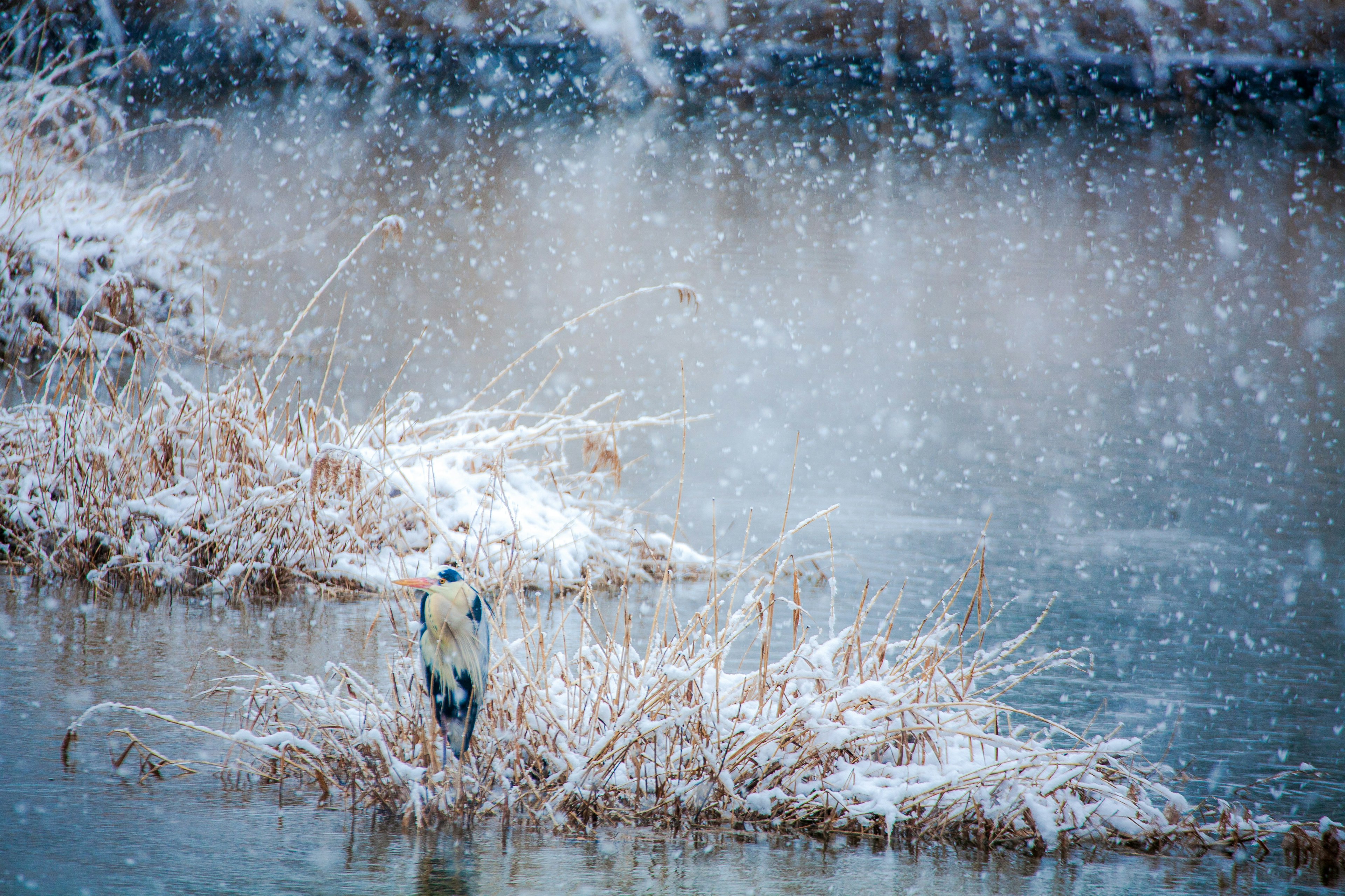 Animale in piedi vicino all'acqua in un paesaggio innevato