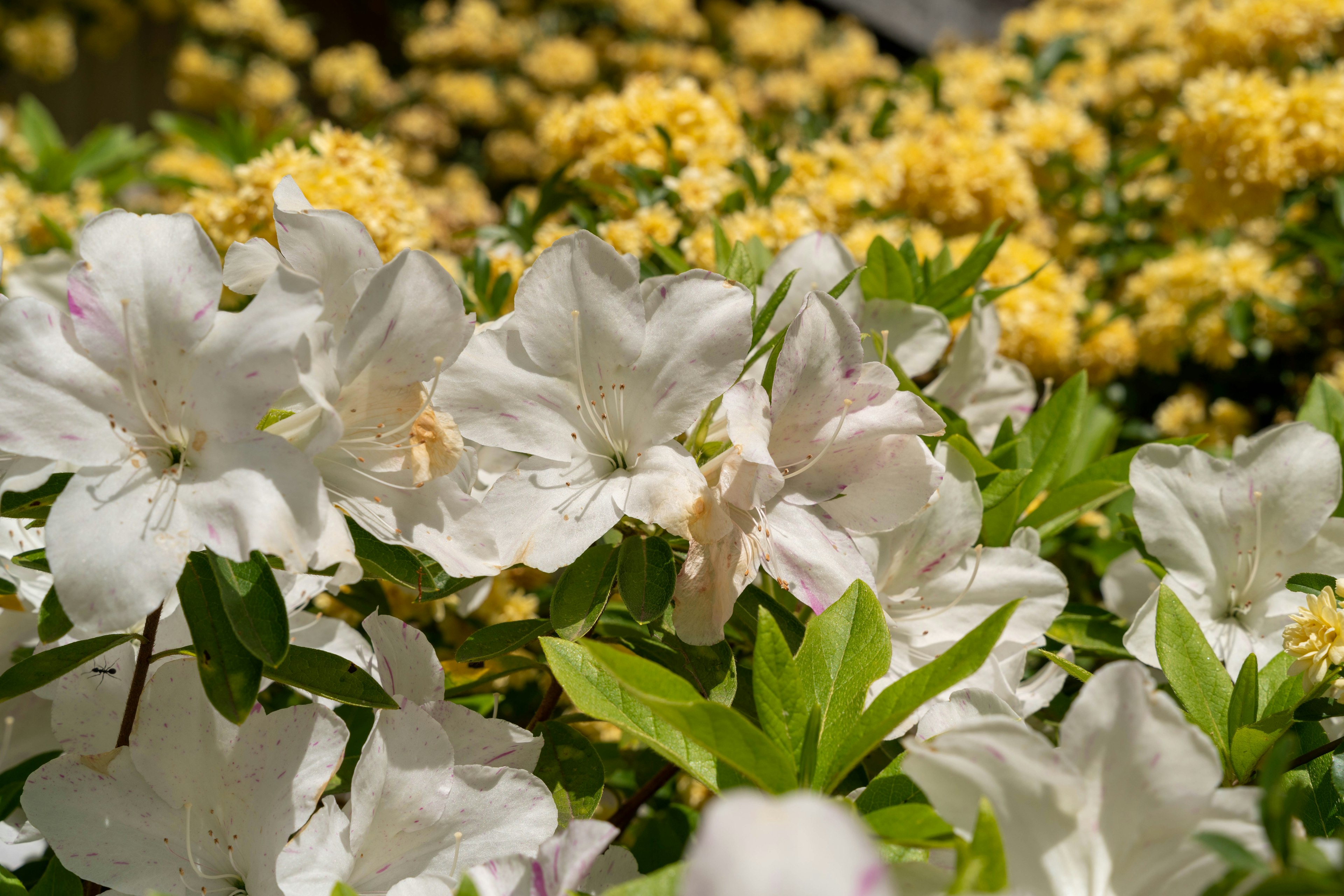 Blooming white and yellow flowers in a garden