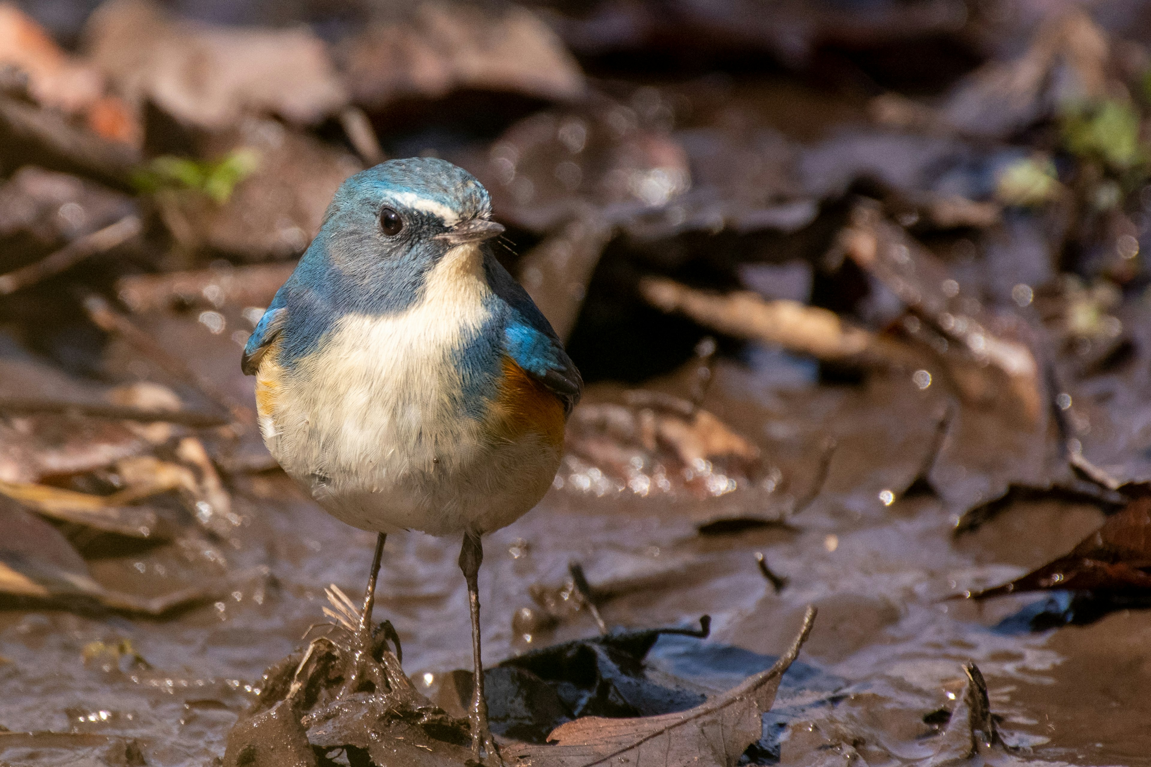 Un oiseau bleu se tenant sur un sol boueux