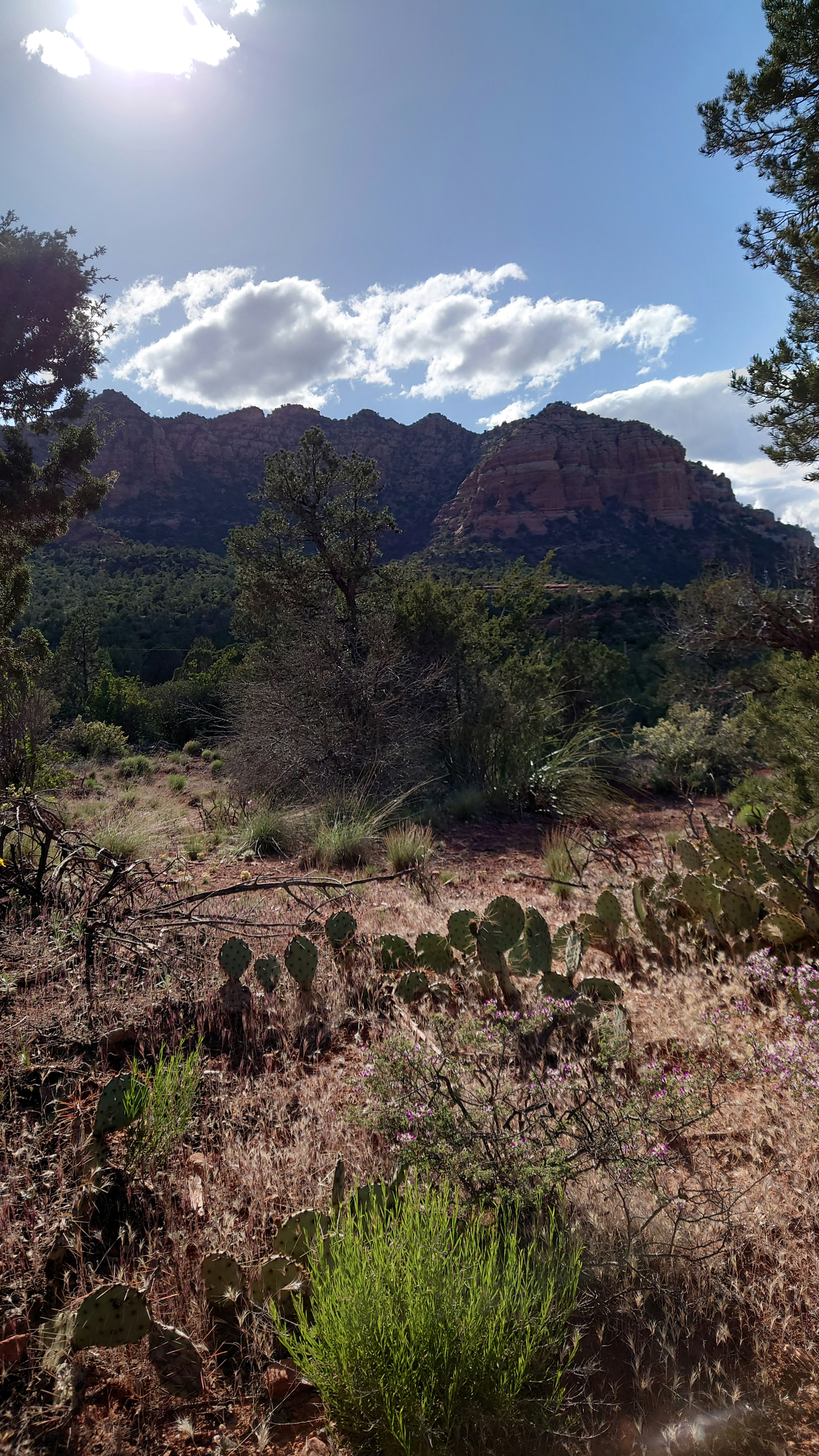 Wüstenlandschaft mit Kakteen und Sträuchern im Hintergrund der Sedona-Berge