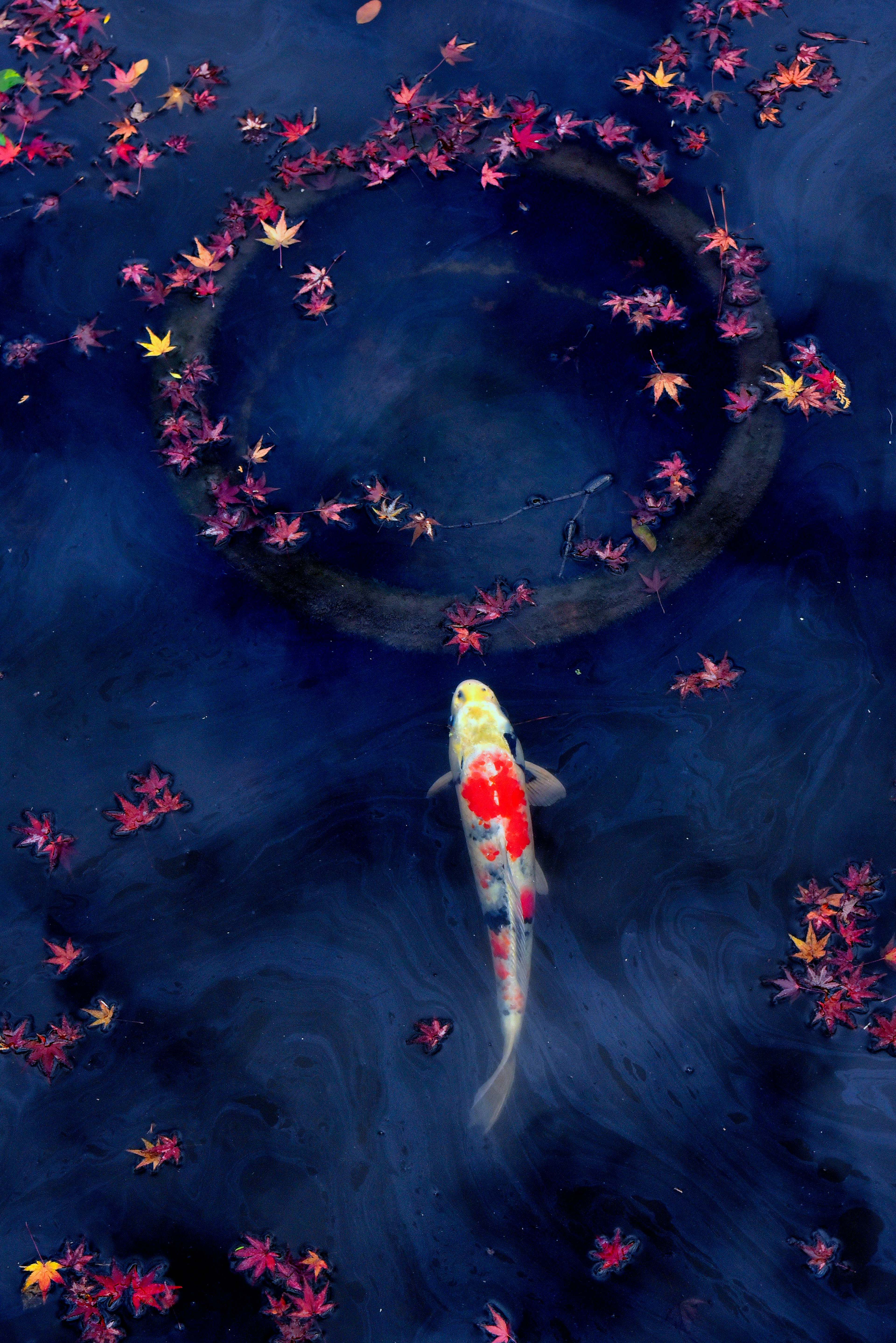 Koi fish swimming among autumn leaves on a dark pond