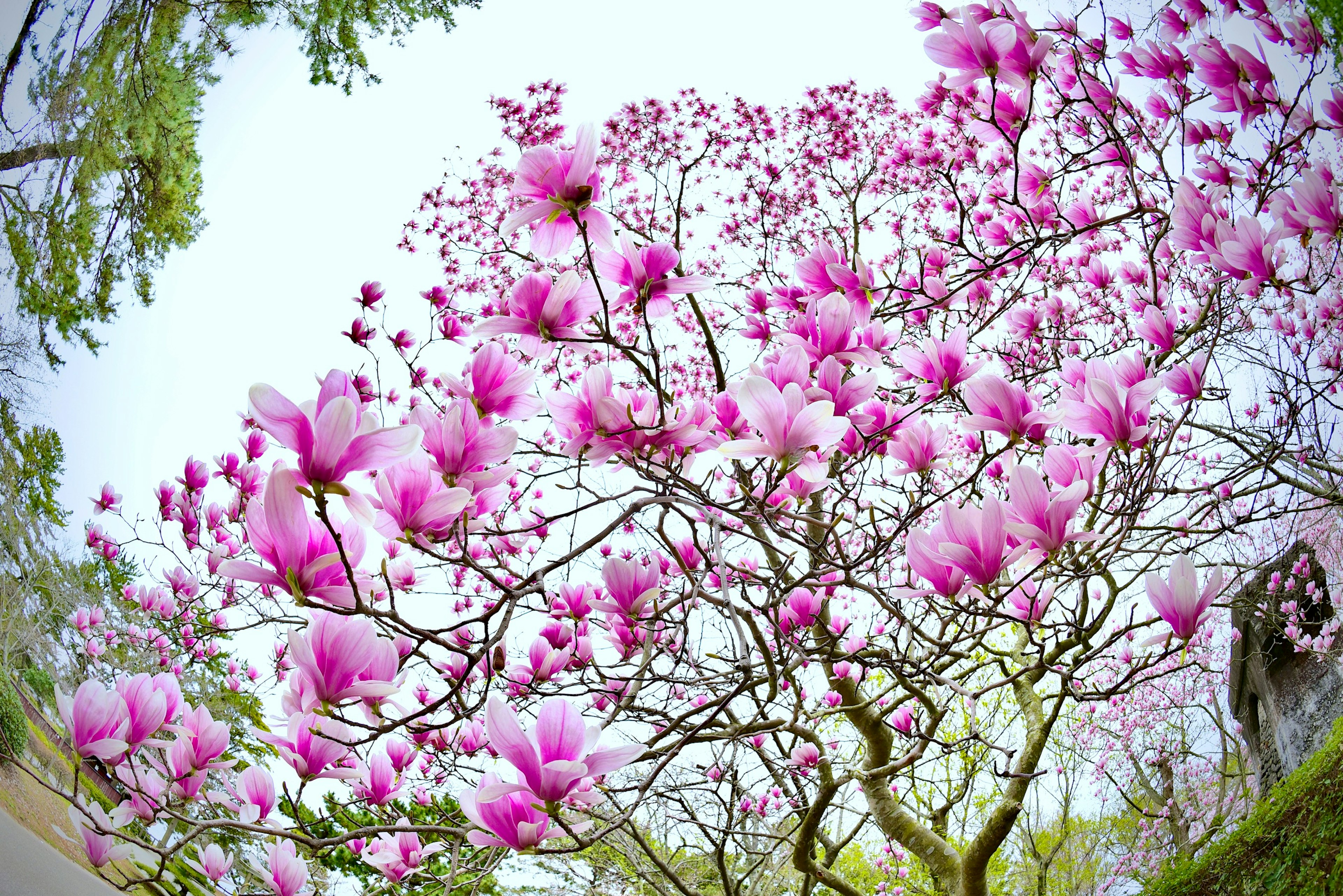 ピンクの花を咲かせたモクレンの木の低い角度からの写真