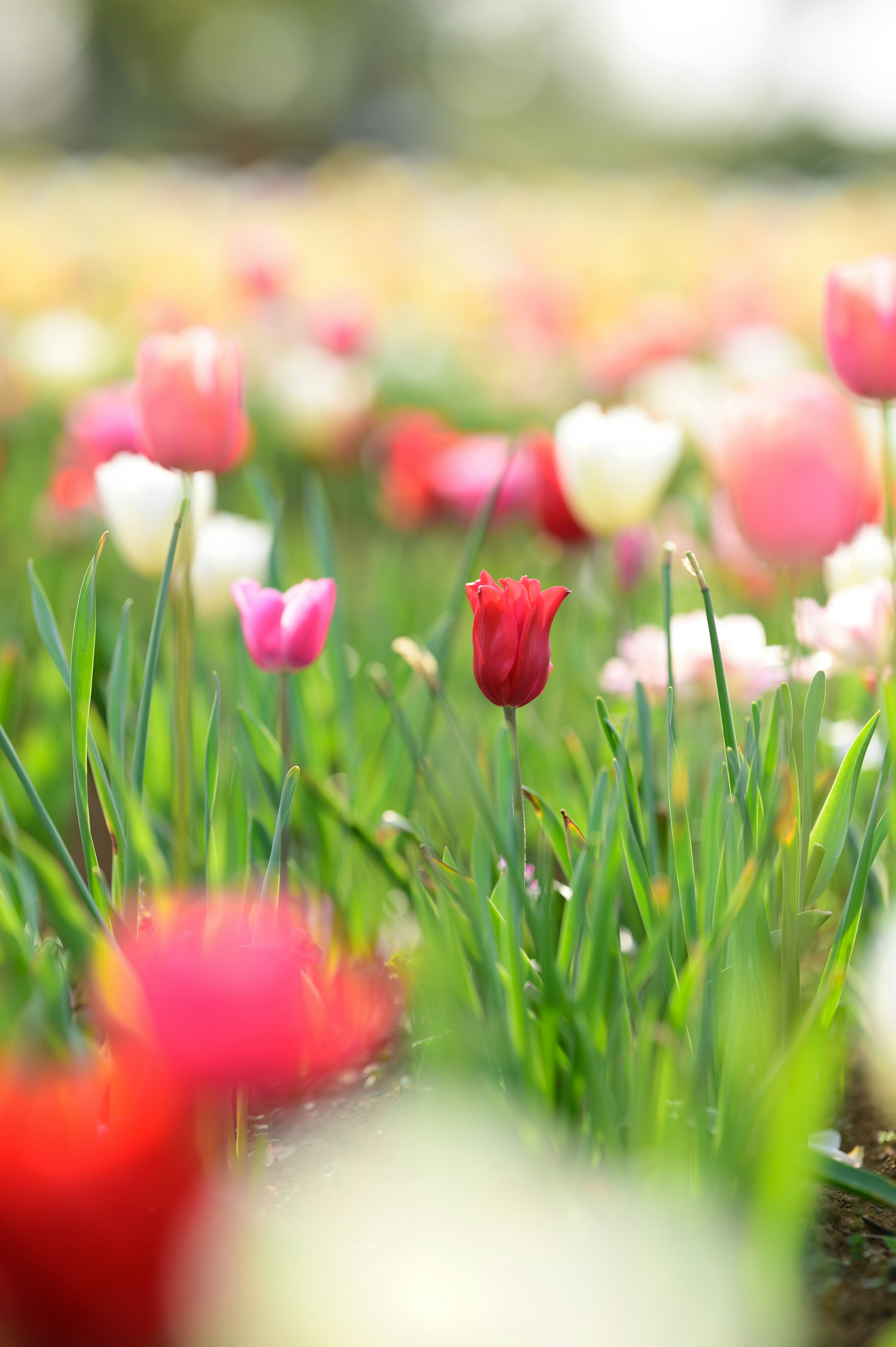 色とりどりのチューリップが咲く花畑の中に赤いチューリップが目立つ