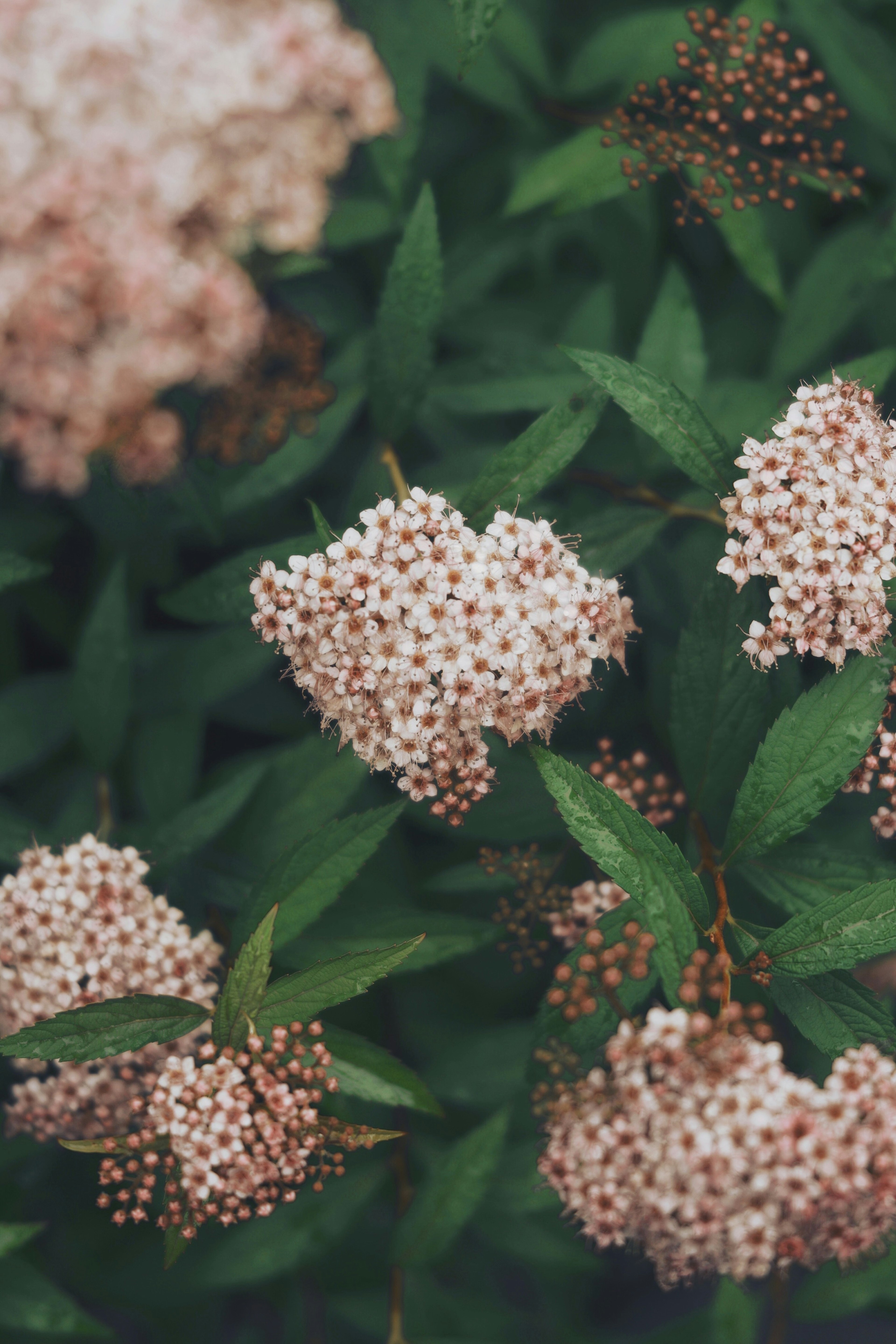 緑の葉に囲まれた小さなピンクの花のクラスター