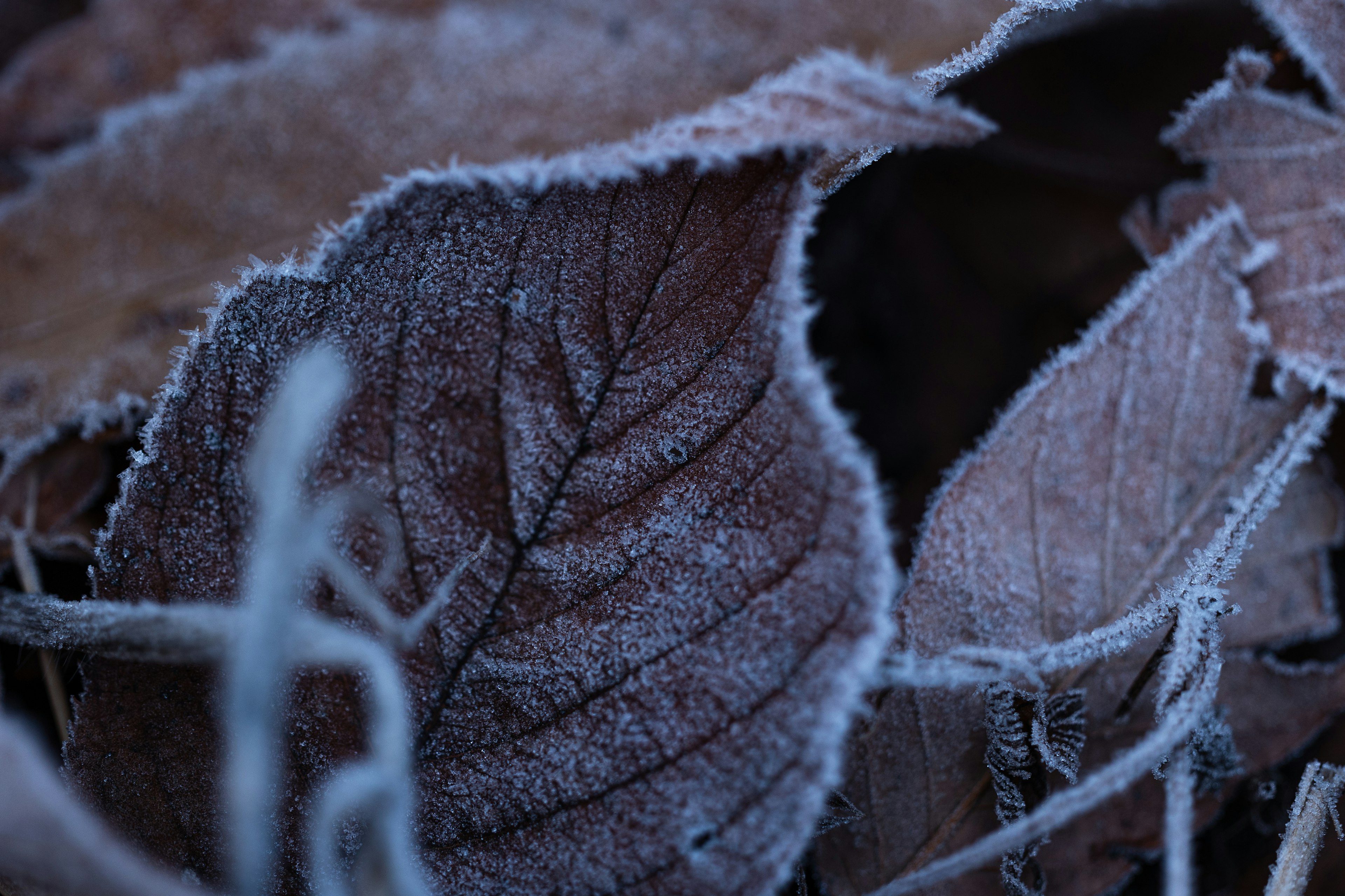 Nahaufnahme von braunen Blättern, die sich überschneiden und mit Frost bedeckt sind