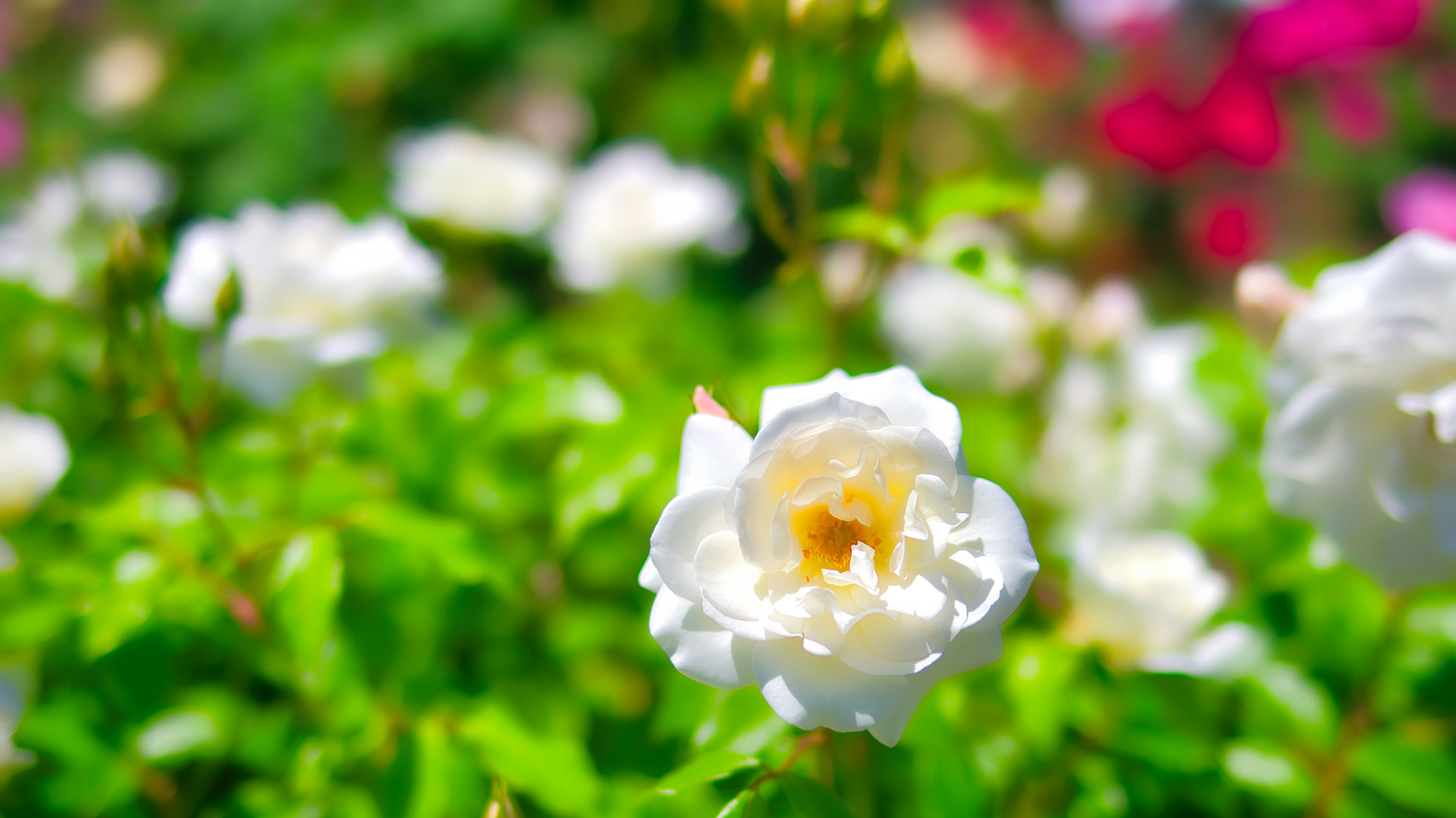 Close-up of a white rose blooming in a garden with colorful flowers in the background