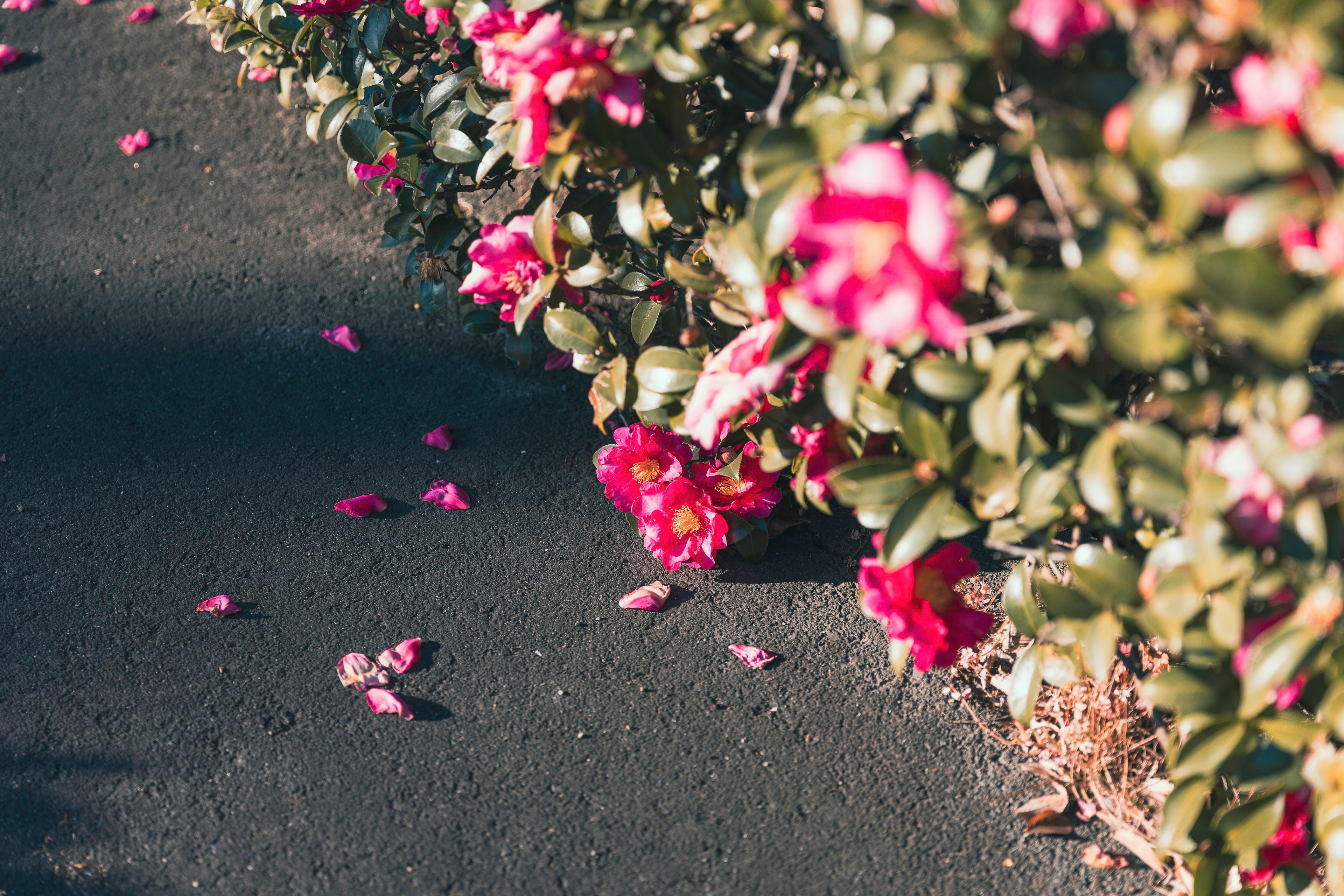 Pink flowers blooming along a paved path with scattered petals