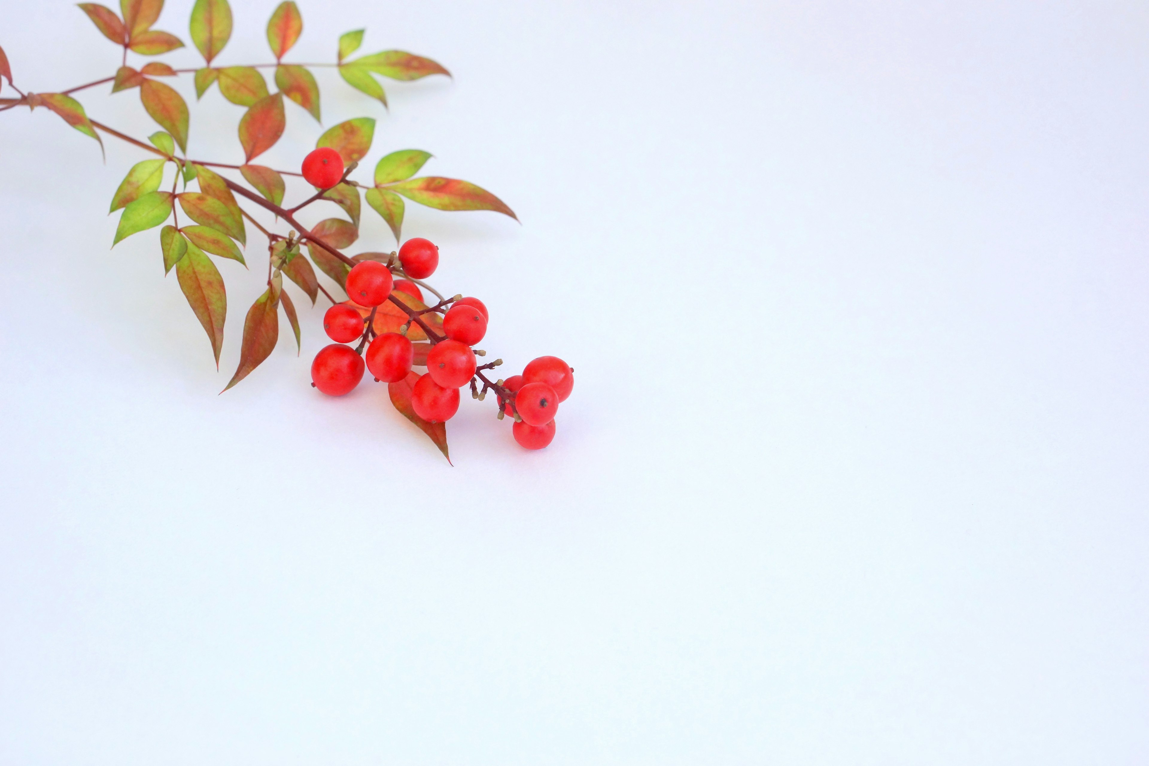 Ein Zweig mit roten Beeren und grünen Blättern auf einem weißen Hintergrund