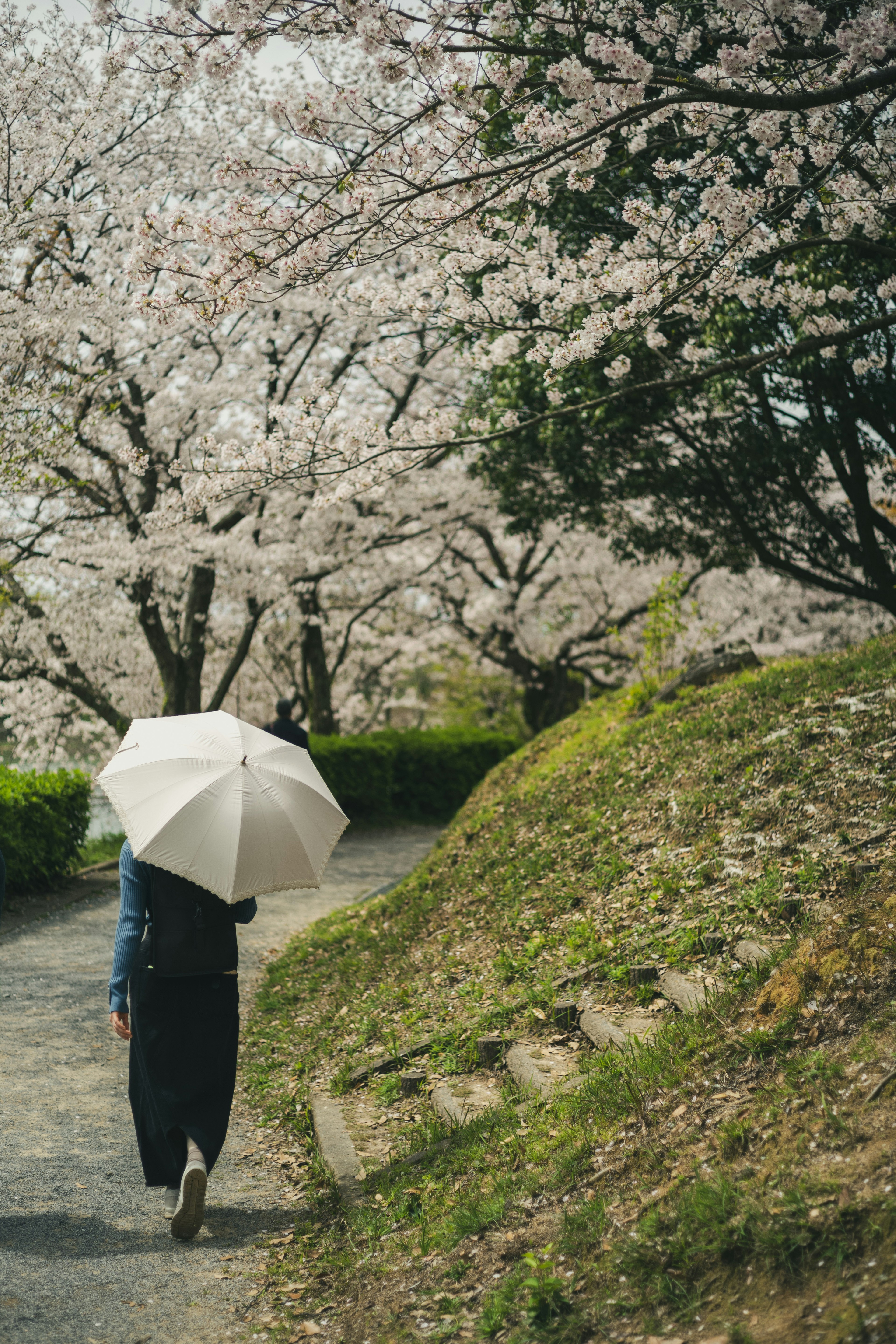 A person walking under cherry blossom trees holding a white umbrella
