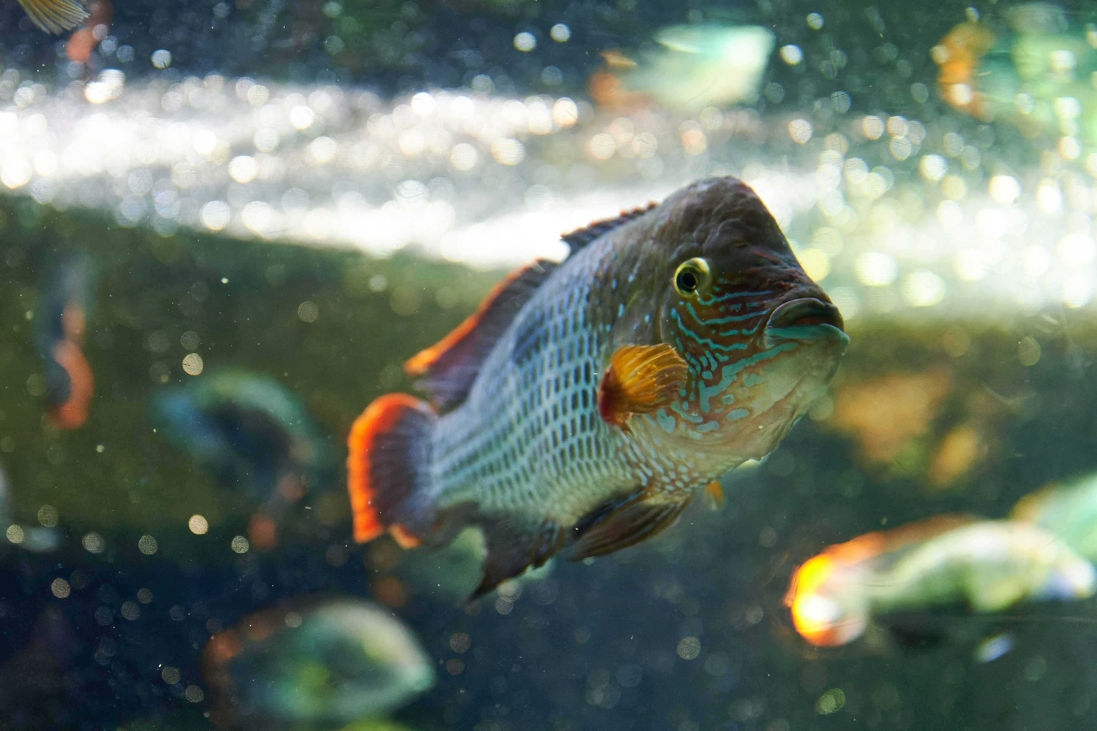 鮮やかな色の魚が水槽の中で泳いでいる