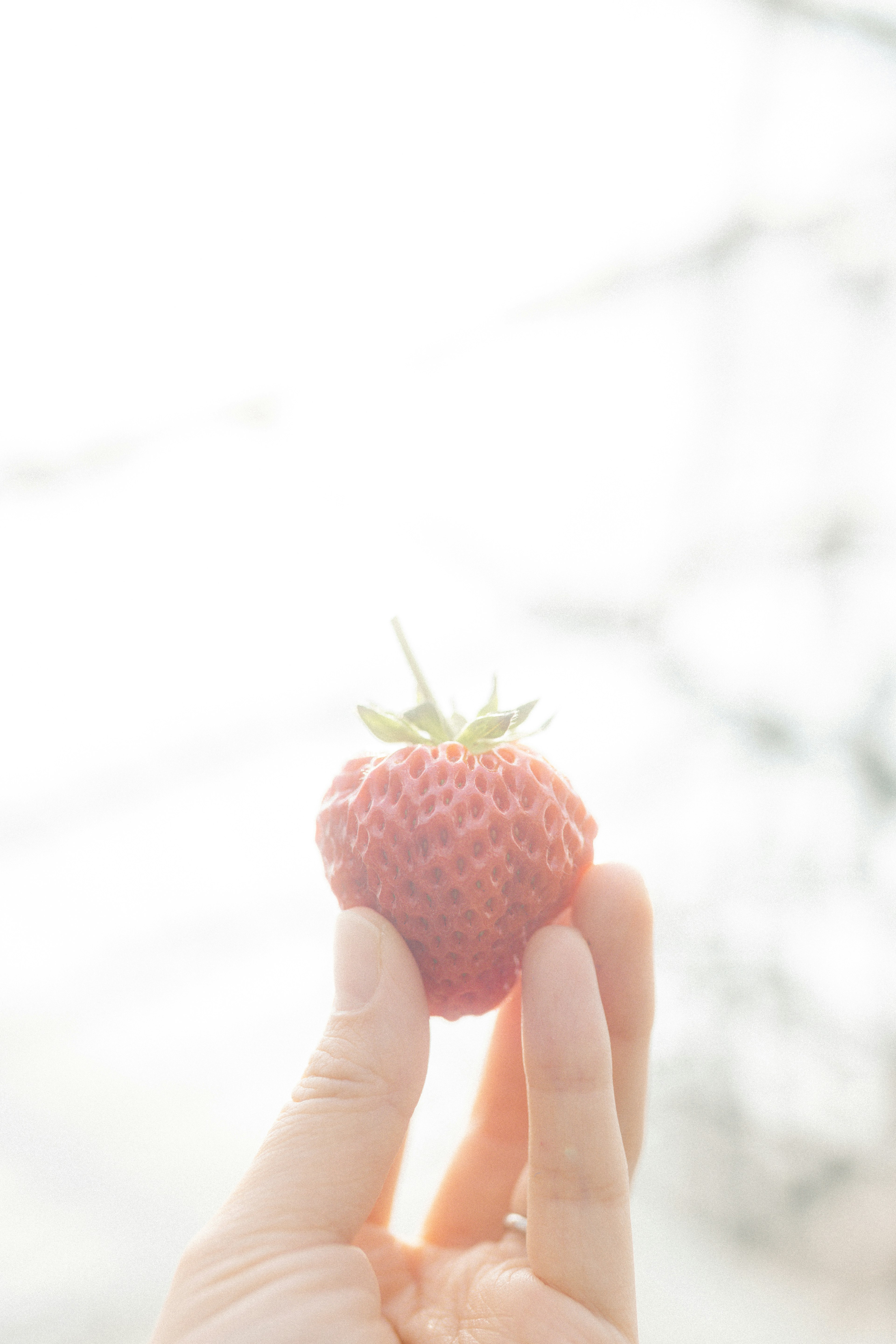 Image of a hand holding a strawberry against a bright background