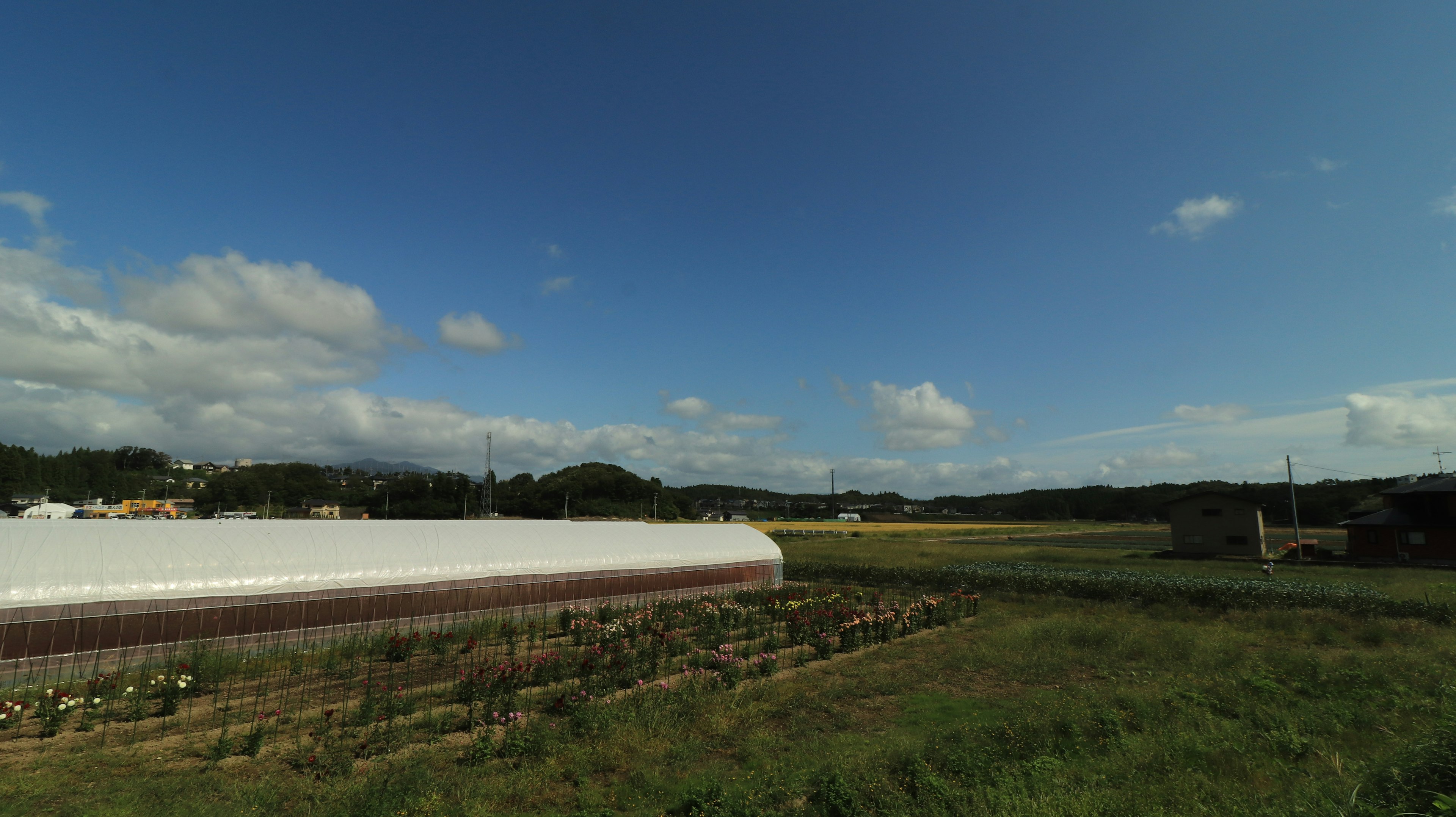 Vast green farmland with a white greenhouse under a blue sky with clouds