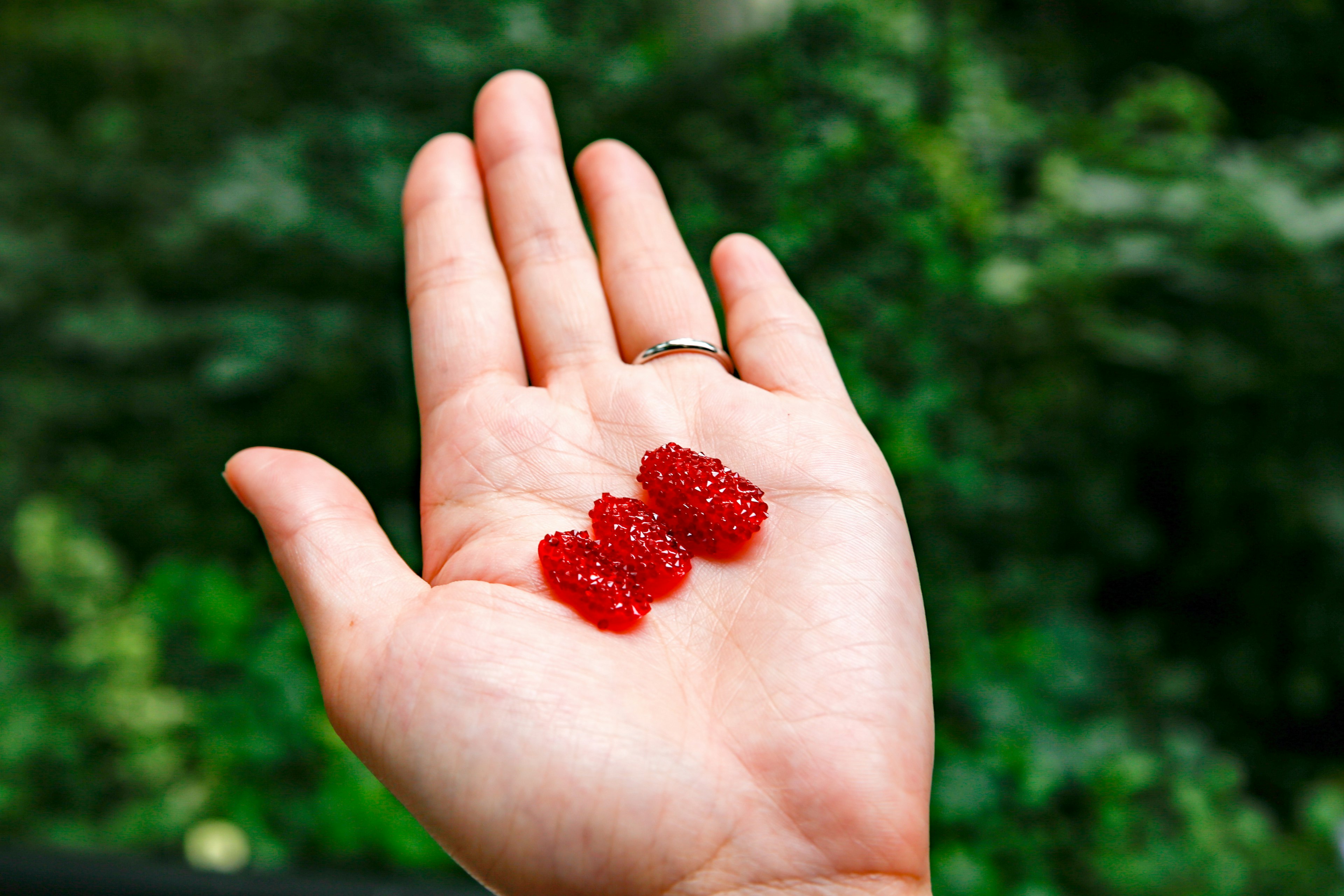 Hand hält drei rote Himbeeren vor grünem Hintergrund