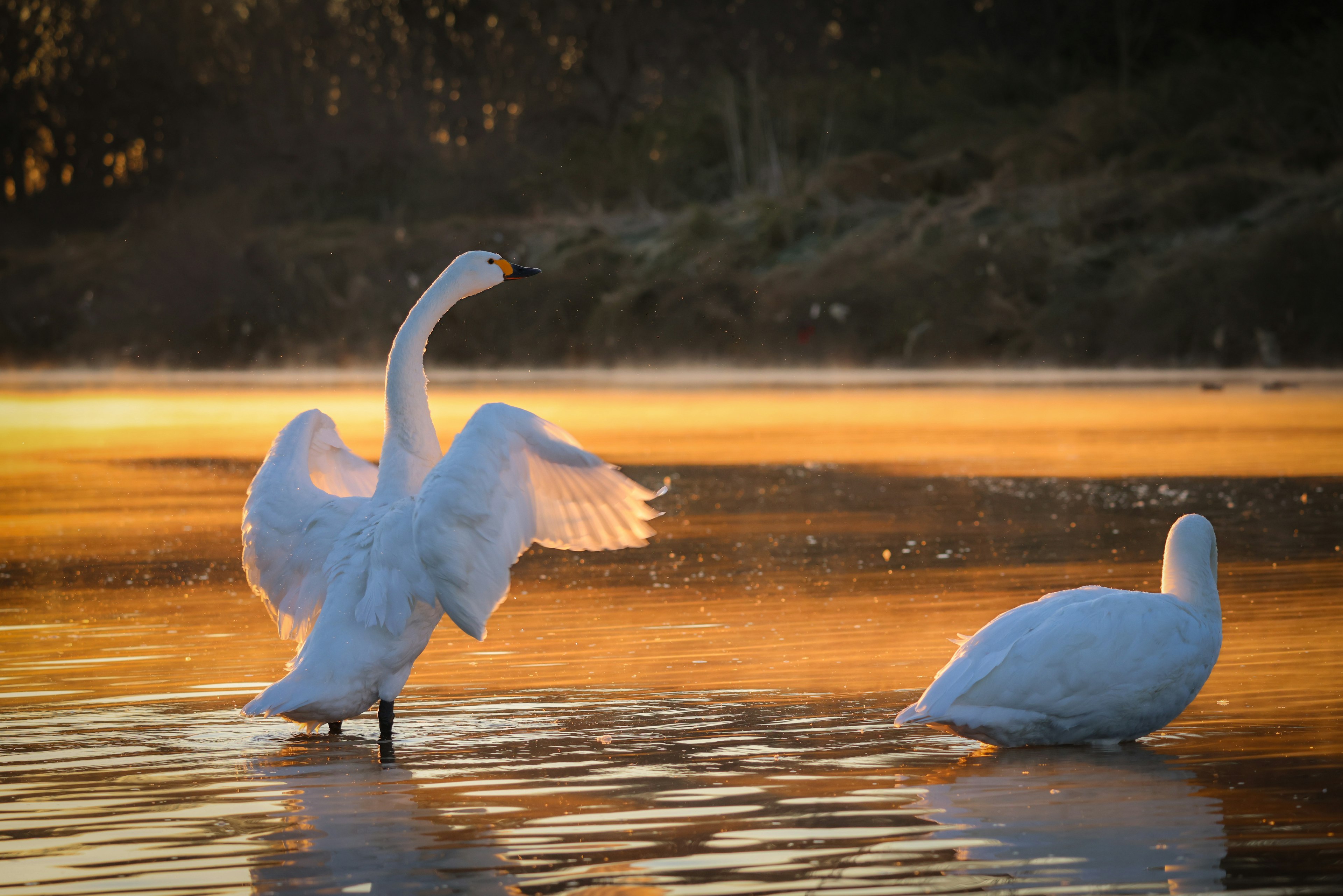 A beautiful swan spreading its wings on a lake at sunset