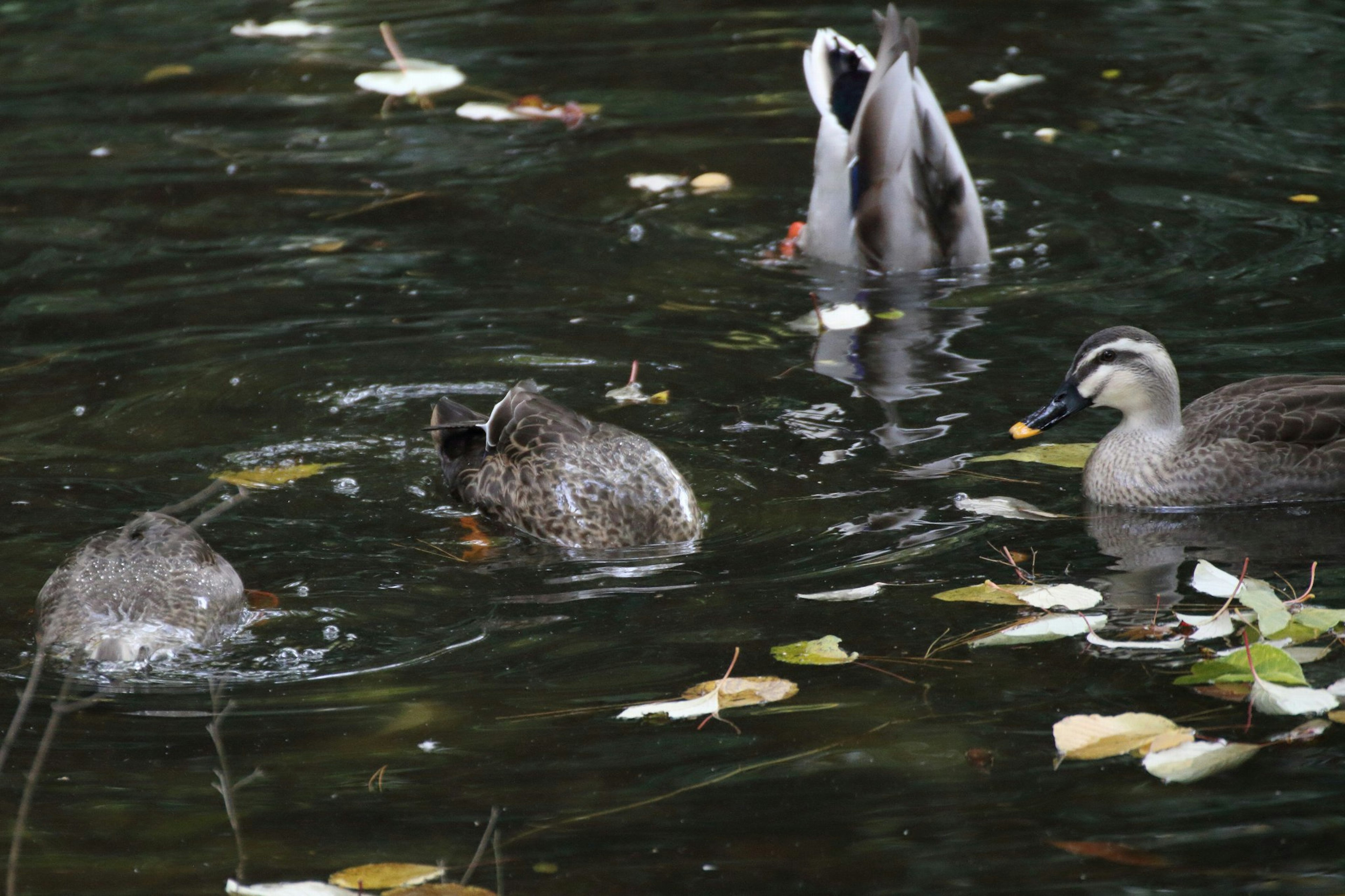 Enten schwimmen in einem Teich mit gefallenen Blättern