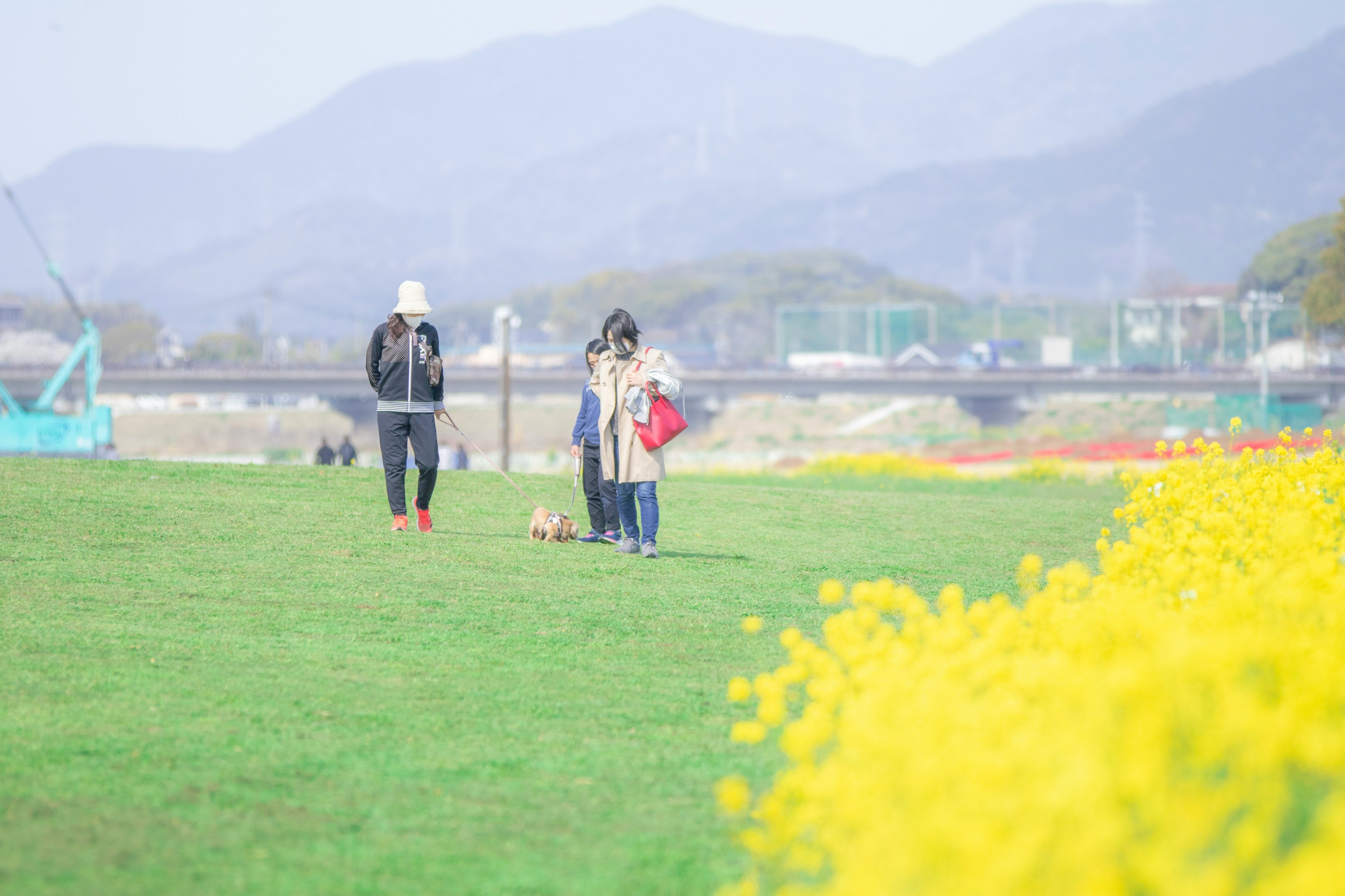 人々が黄色い花の近くで散歩している風景