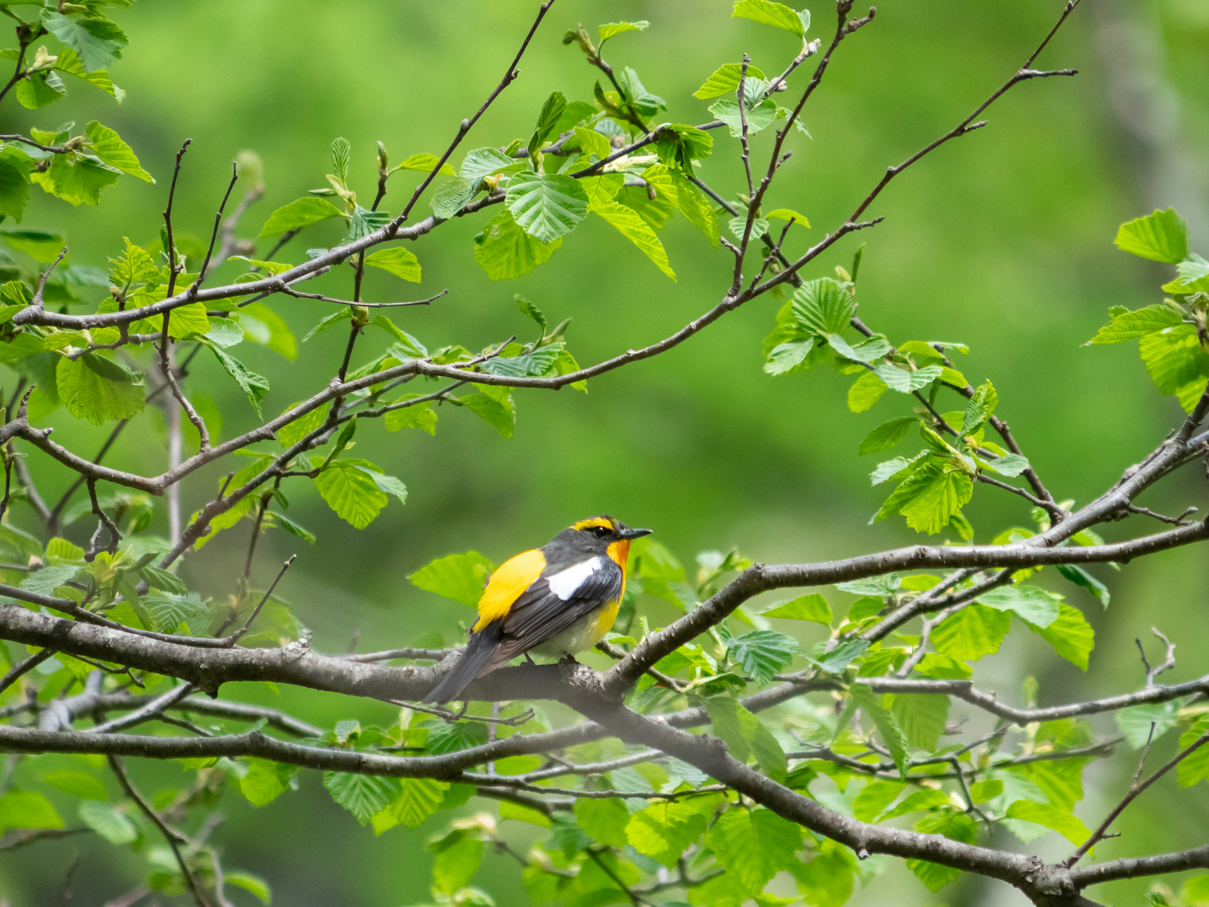 Un pájaro amarillo y negro posado entre hojas verdes