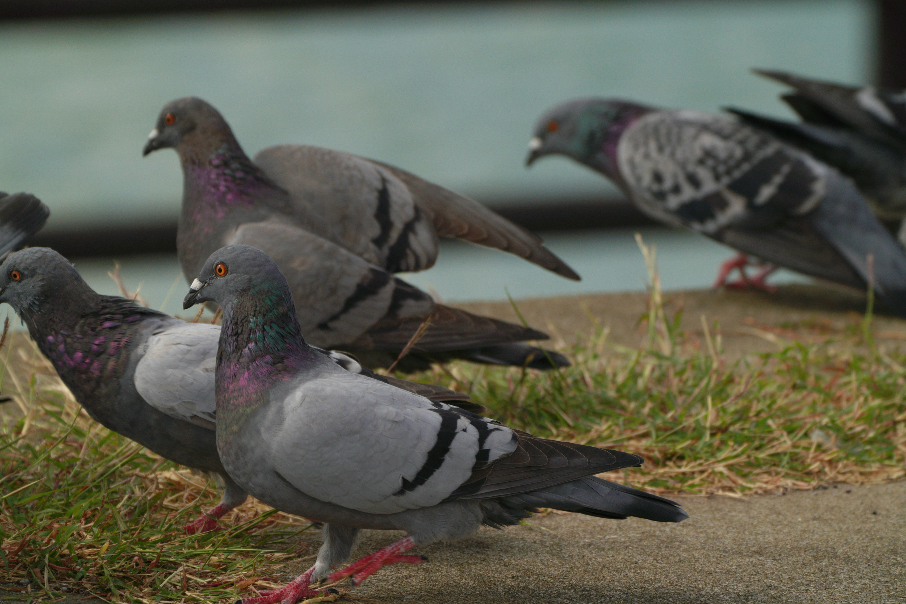 A group of pigeons gathered on the ground with water visible in the background