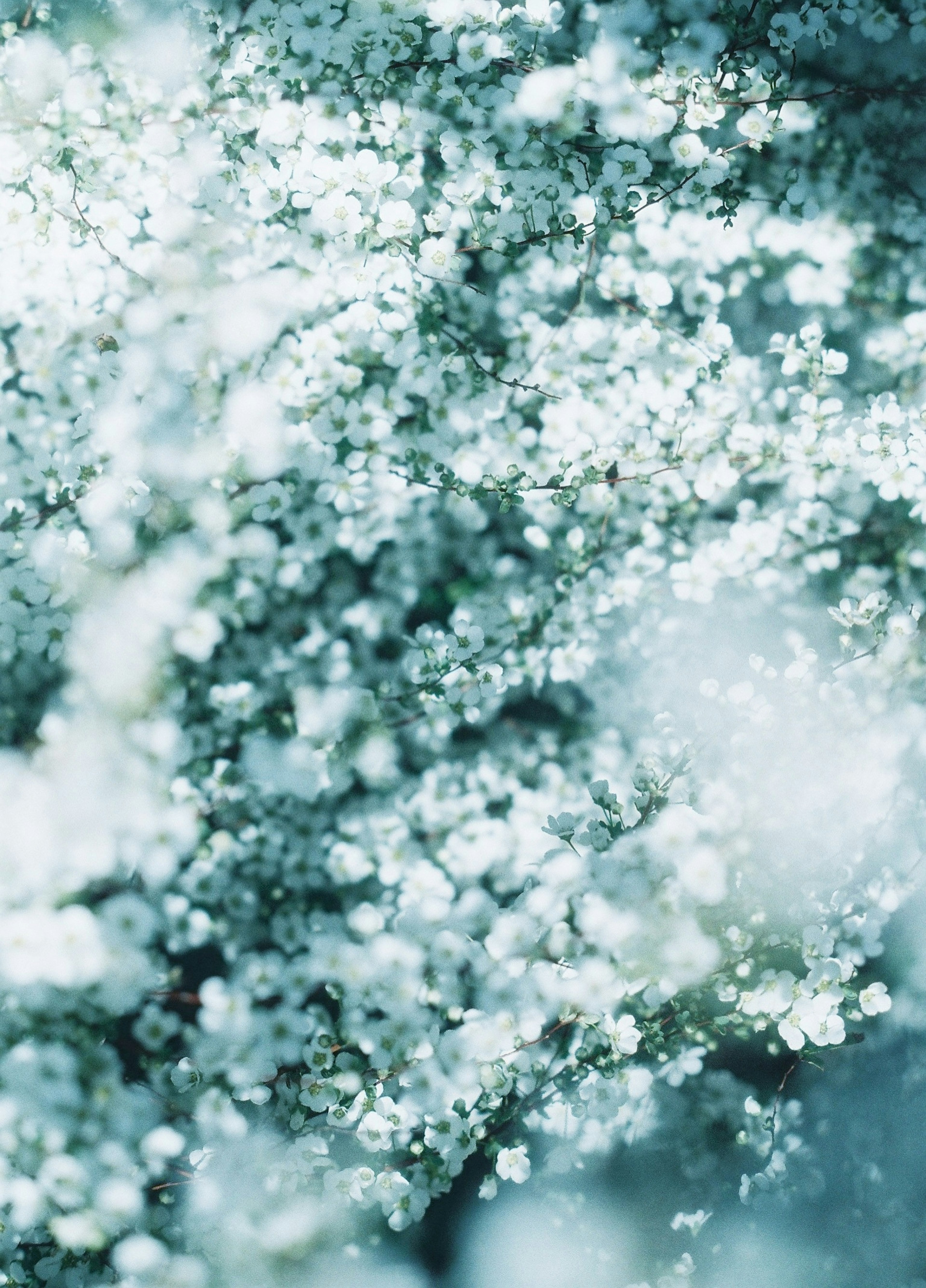 Imagen de delicadas pequeñas flores blancas agrupadas