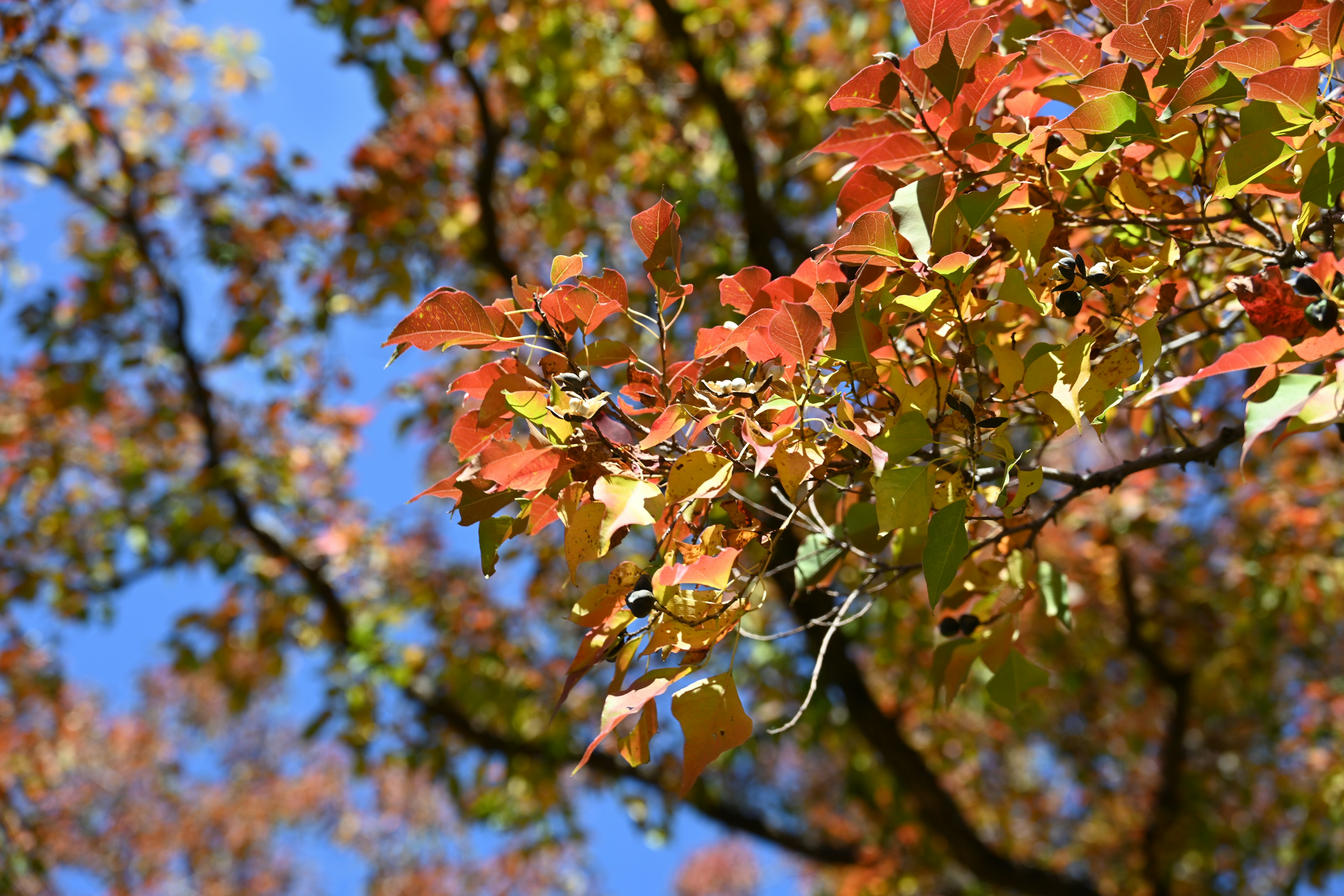 Äste eines Baumes mit lebhaften roten und orangefarbenen Blättern unter einem blauen Himmel