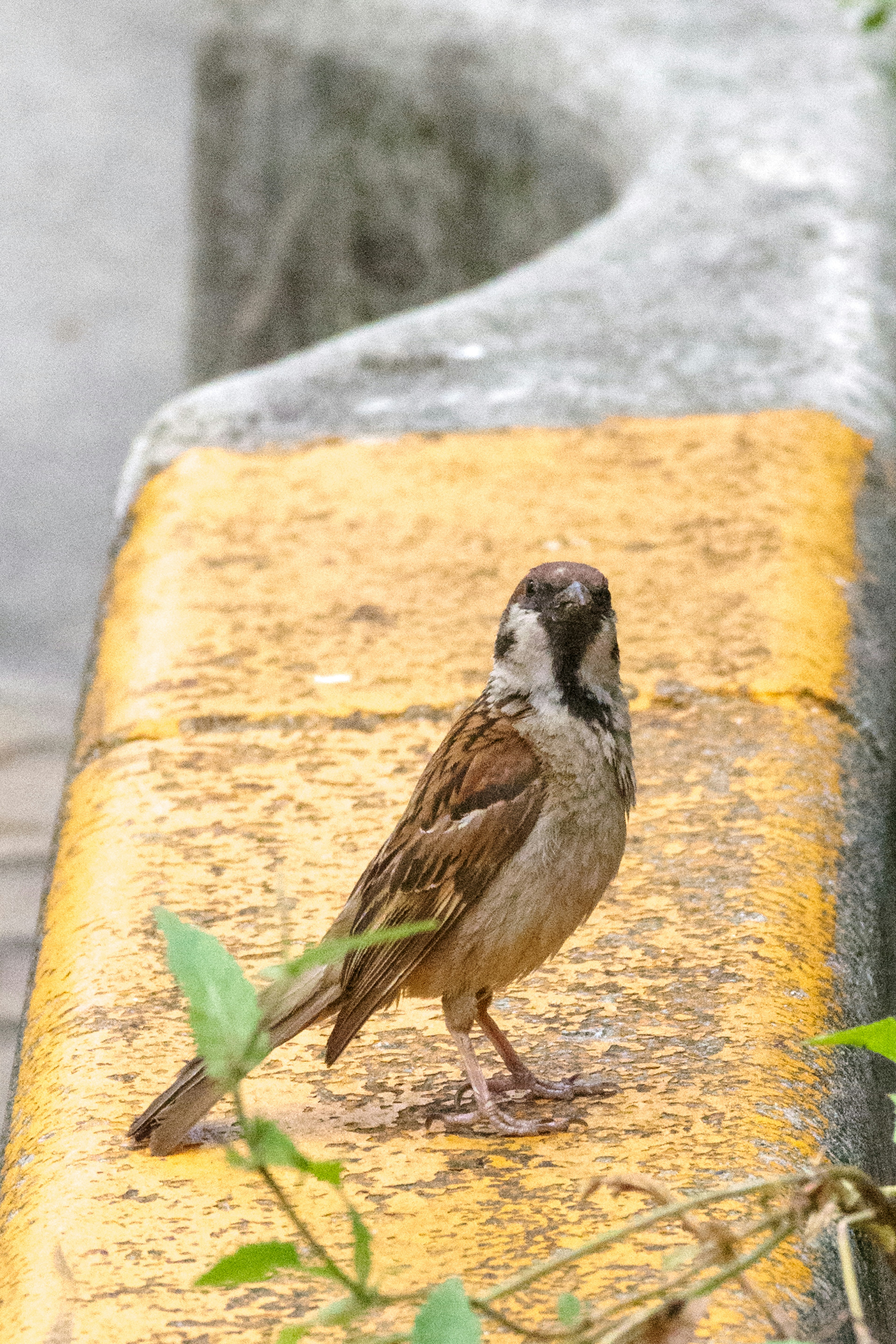 Kleiner Vogel steht auf einem Stein mit gelbem Rand