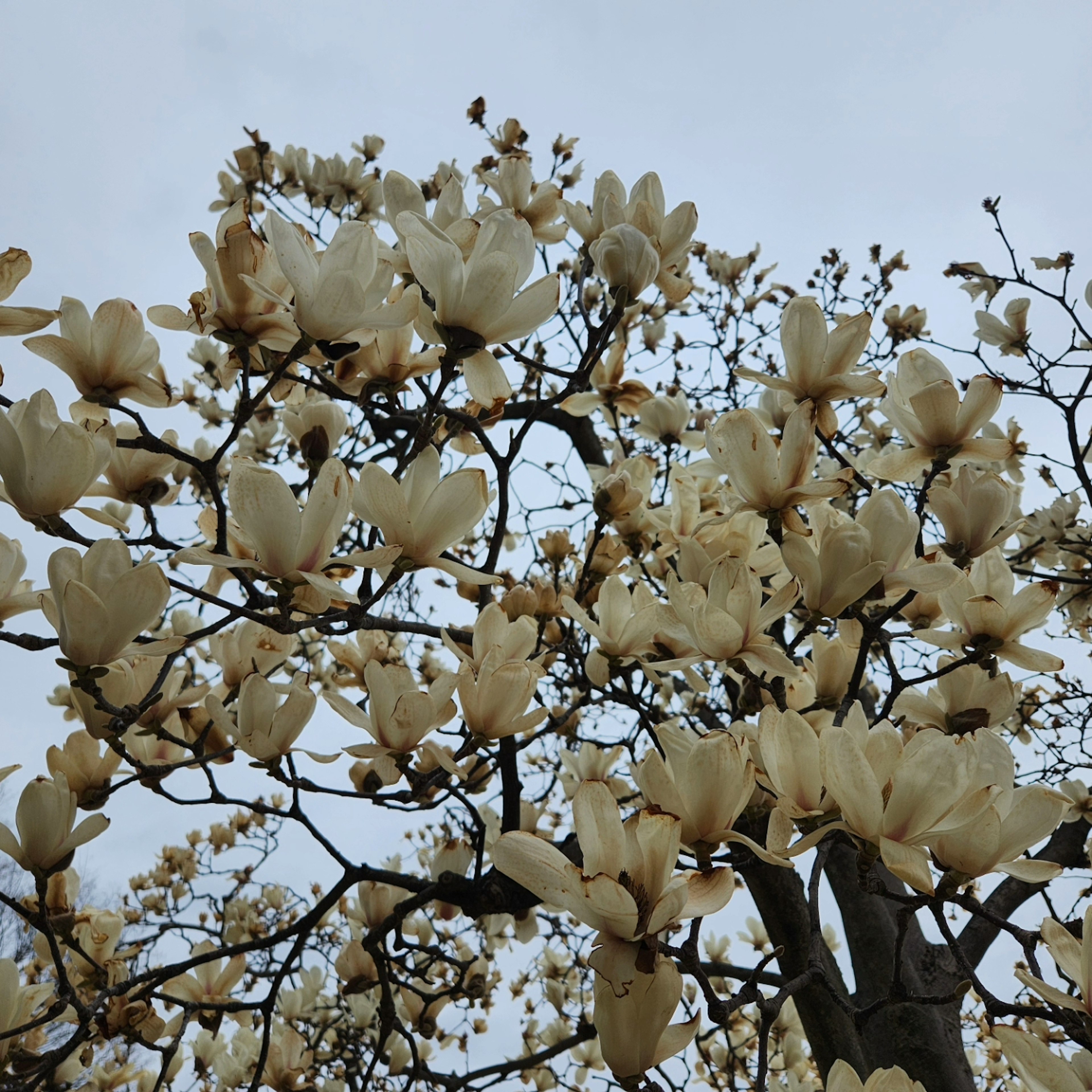 白い花をつけたモクレンの木の枝が空に向かって伸びている