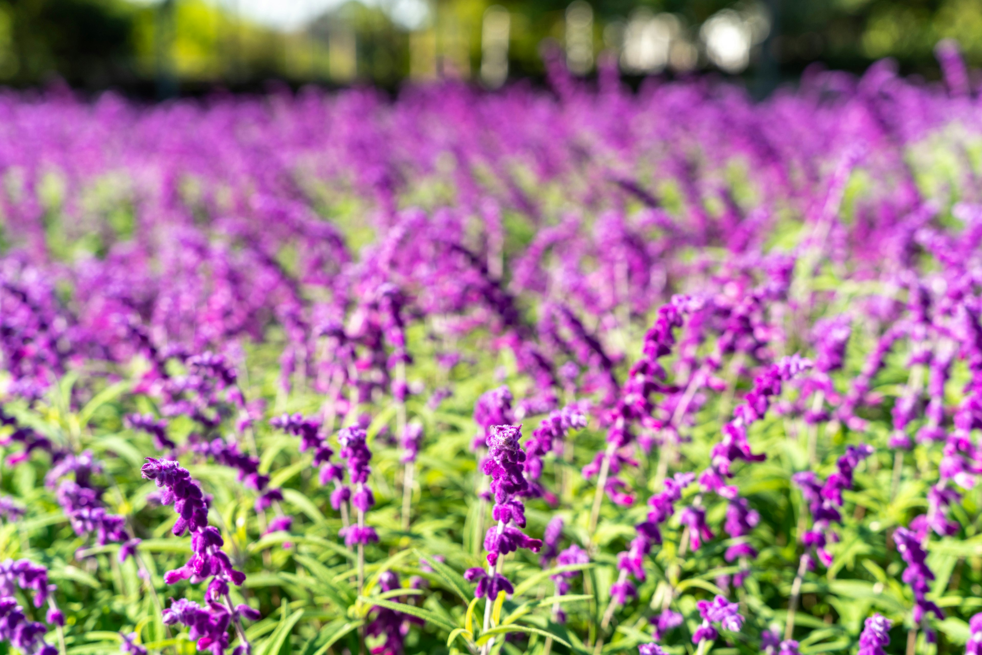 紫色のラベンダーが広がる花畑