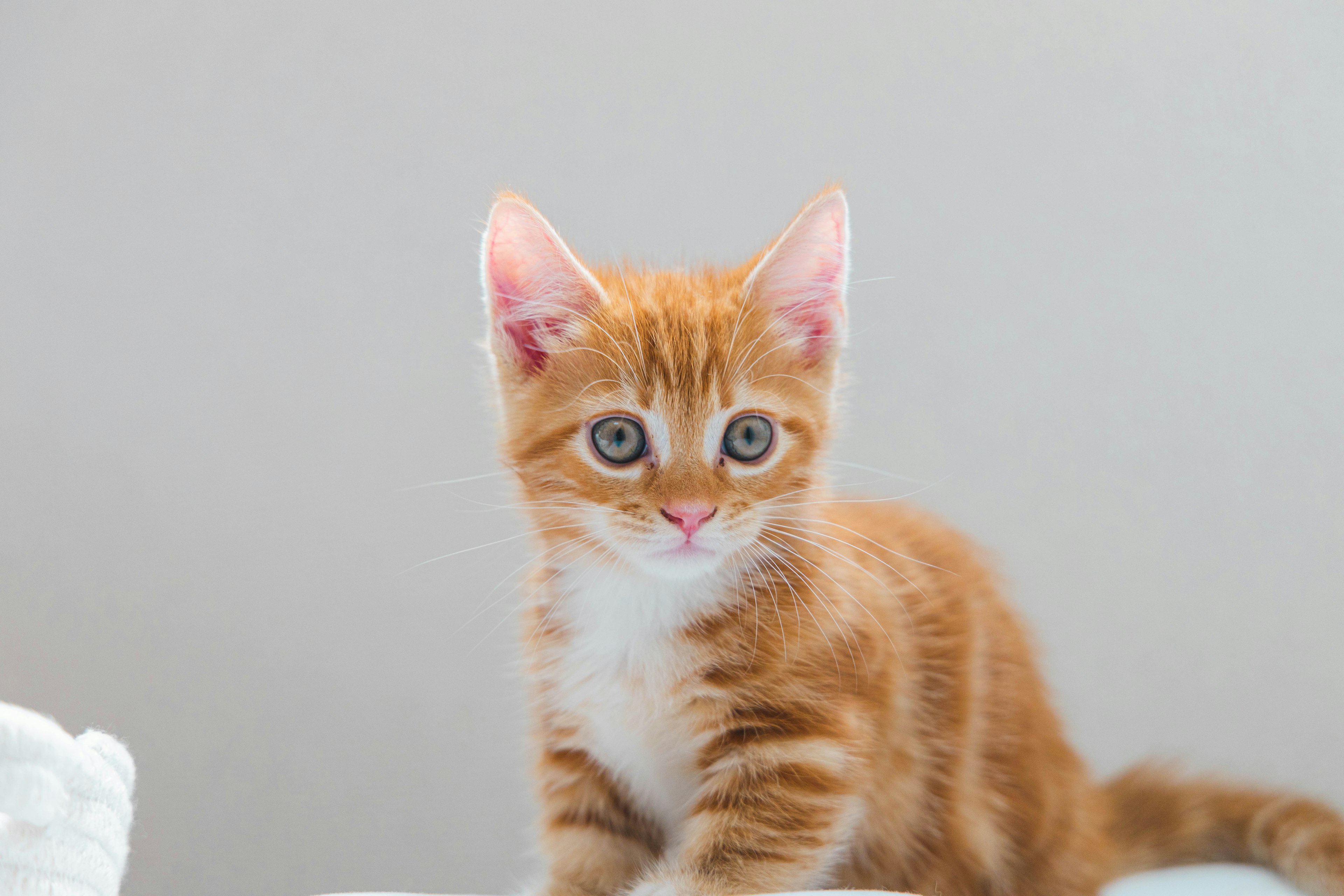 Curious orange tabby kitten looking at the camera with big round eyes