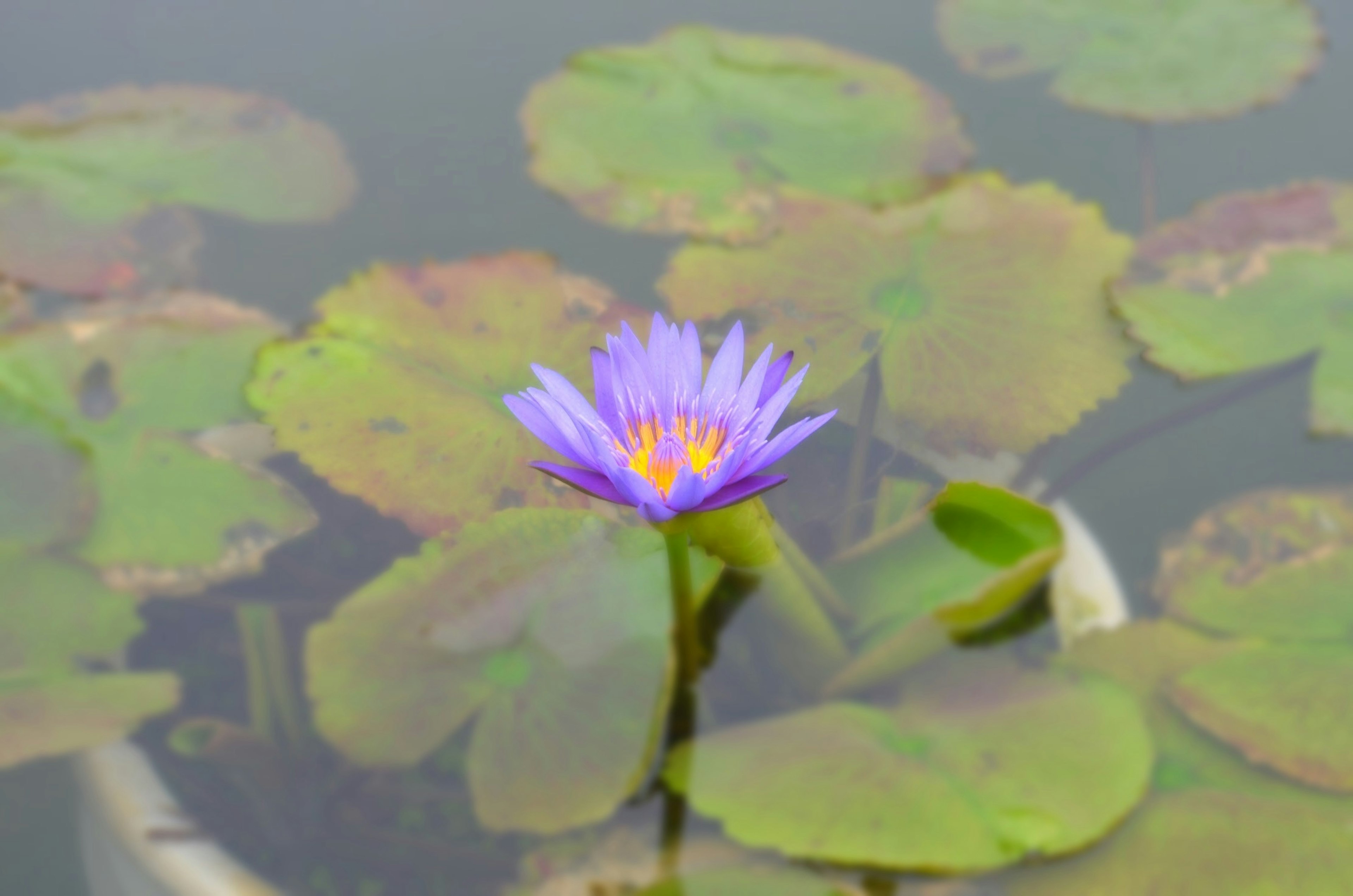 A purple water lily blooming on the surface of a pond surrounded by green lily pads