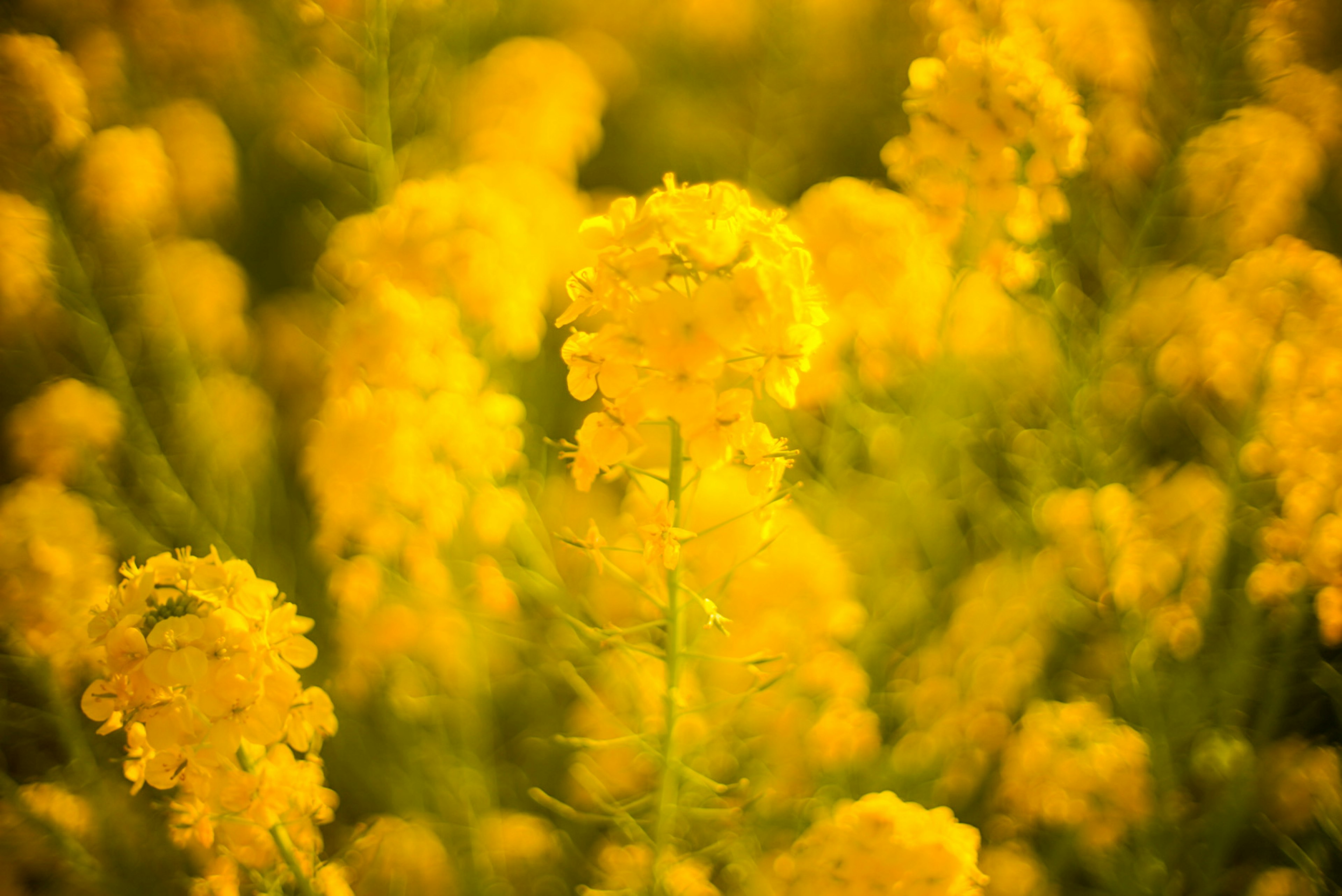 明るい黄色の菜の花が咲き誇る風景