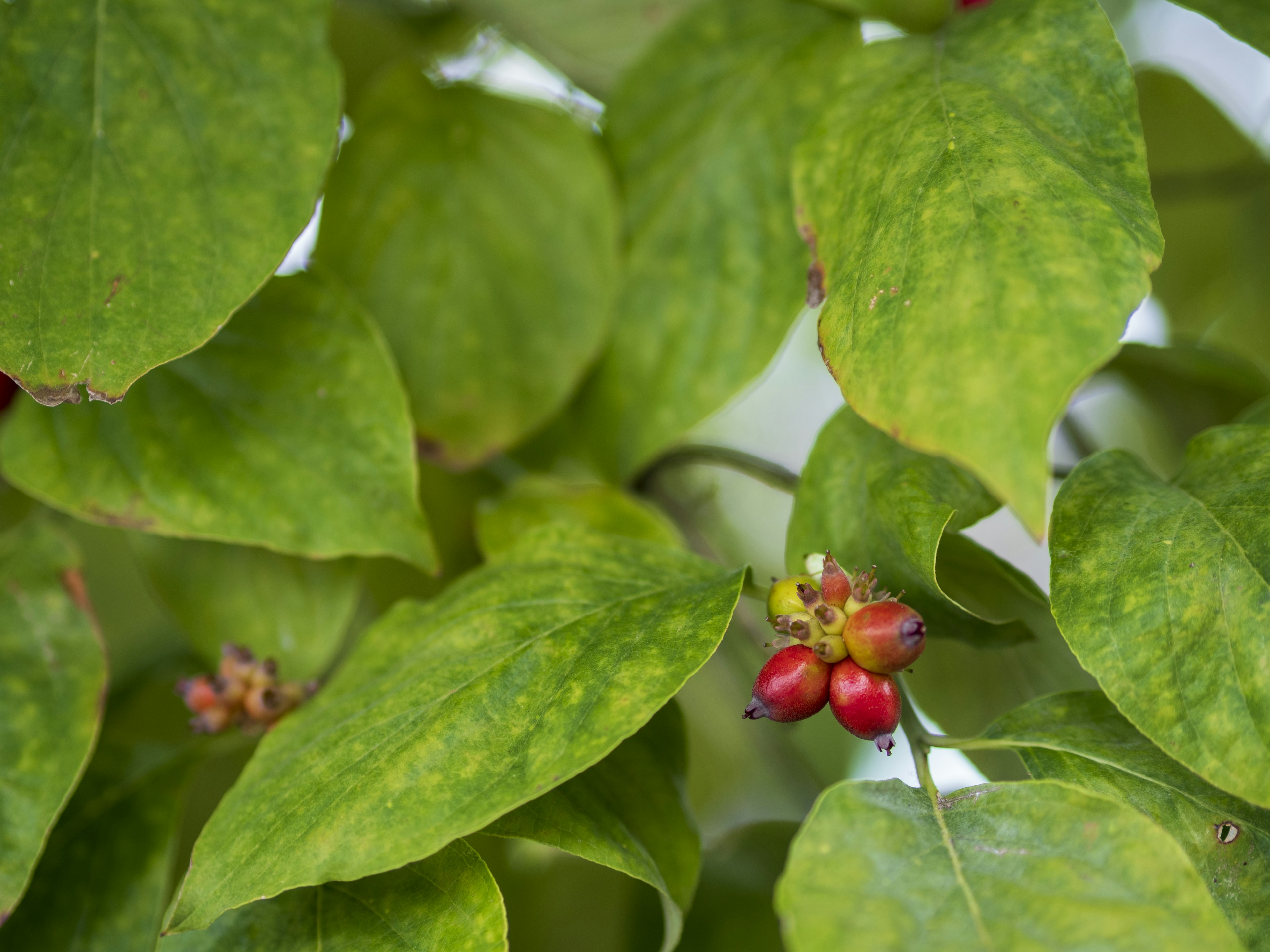 Close-up tanaman dengan daun hijau dan buah merah