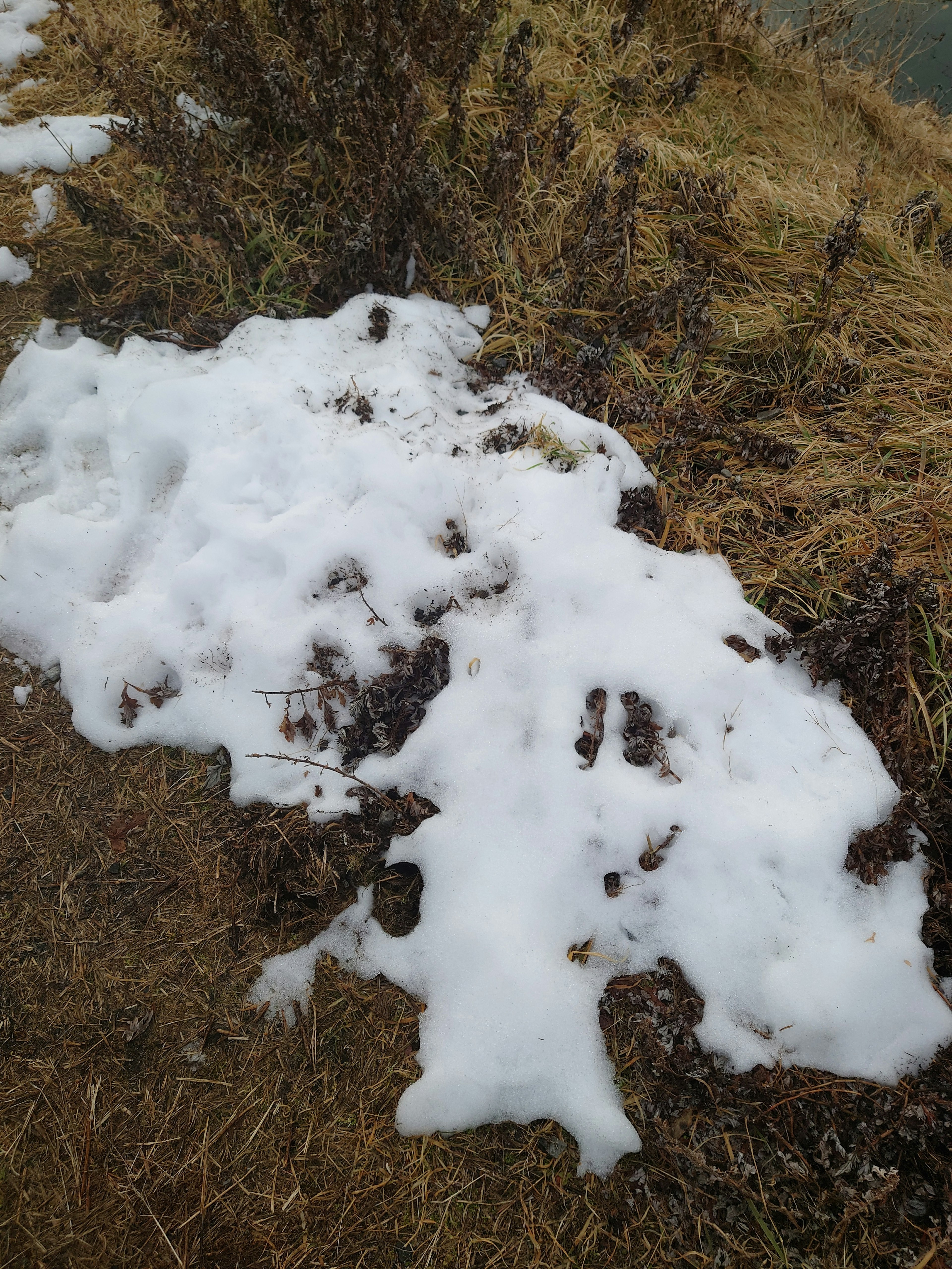 Landschaft mit trockenem Gras, bedeckt mit Schnee