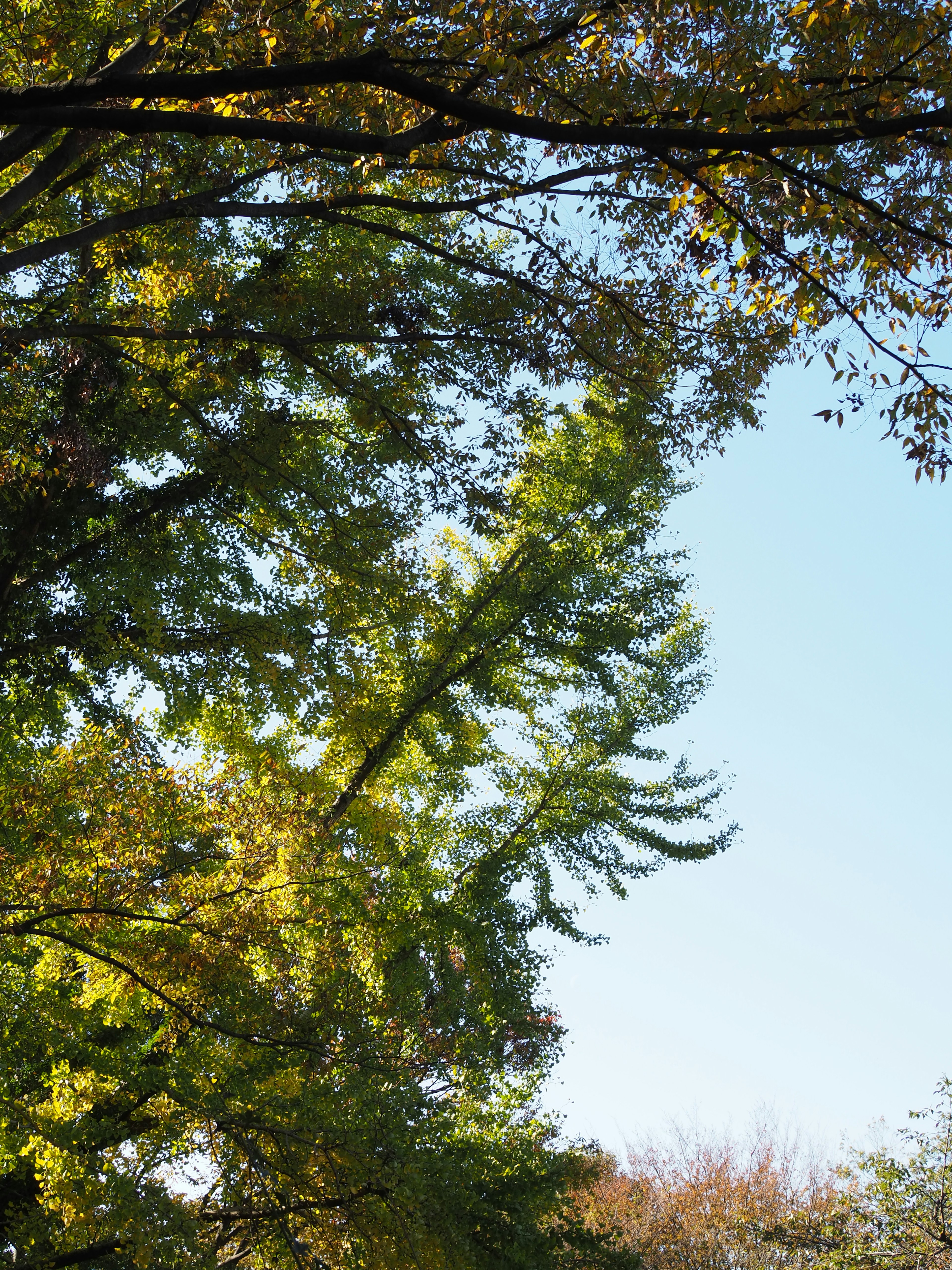 Primo piano di foglie verdi e rami di albero sotto un cielo blu