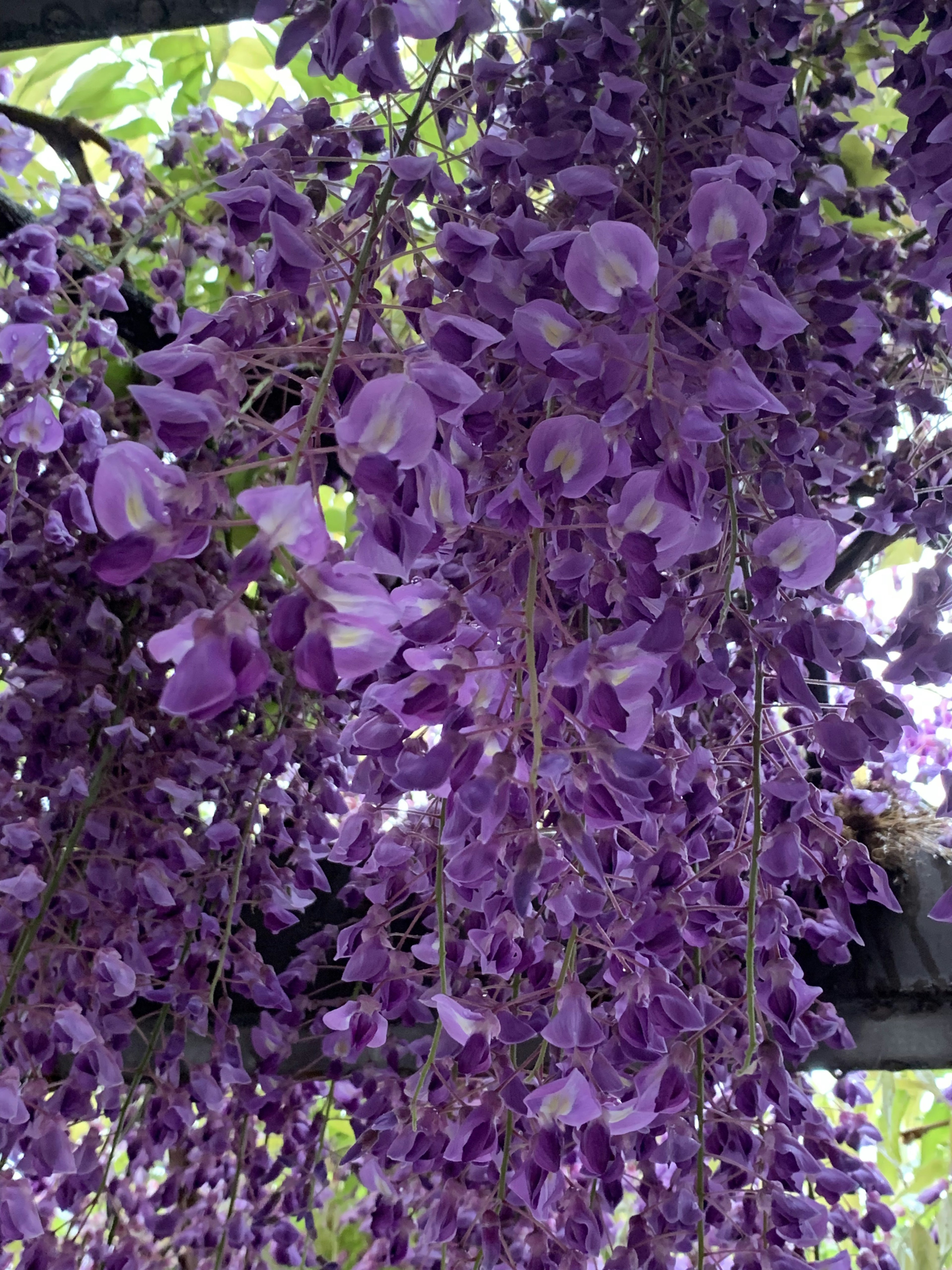 Racimos de flores de glicinia moradas colgando con gracia